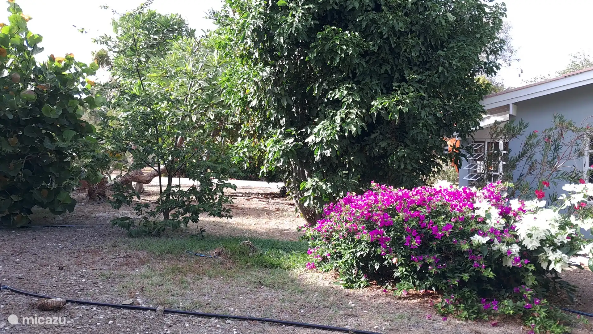 Un colorido jardín tropical rodea el estudio con una hermosa buganvilla morada en flor.