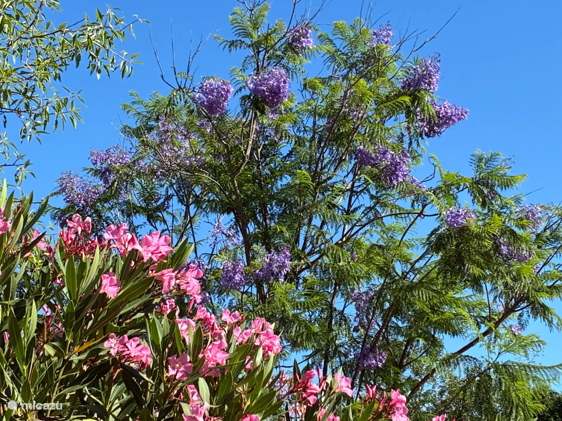 Jacarandaboom, oleander