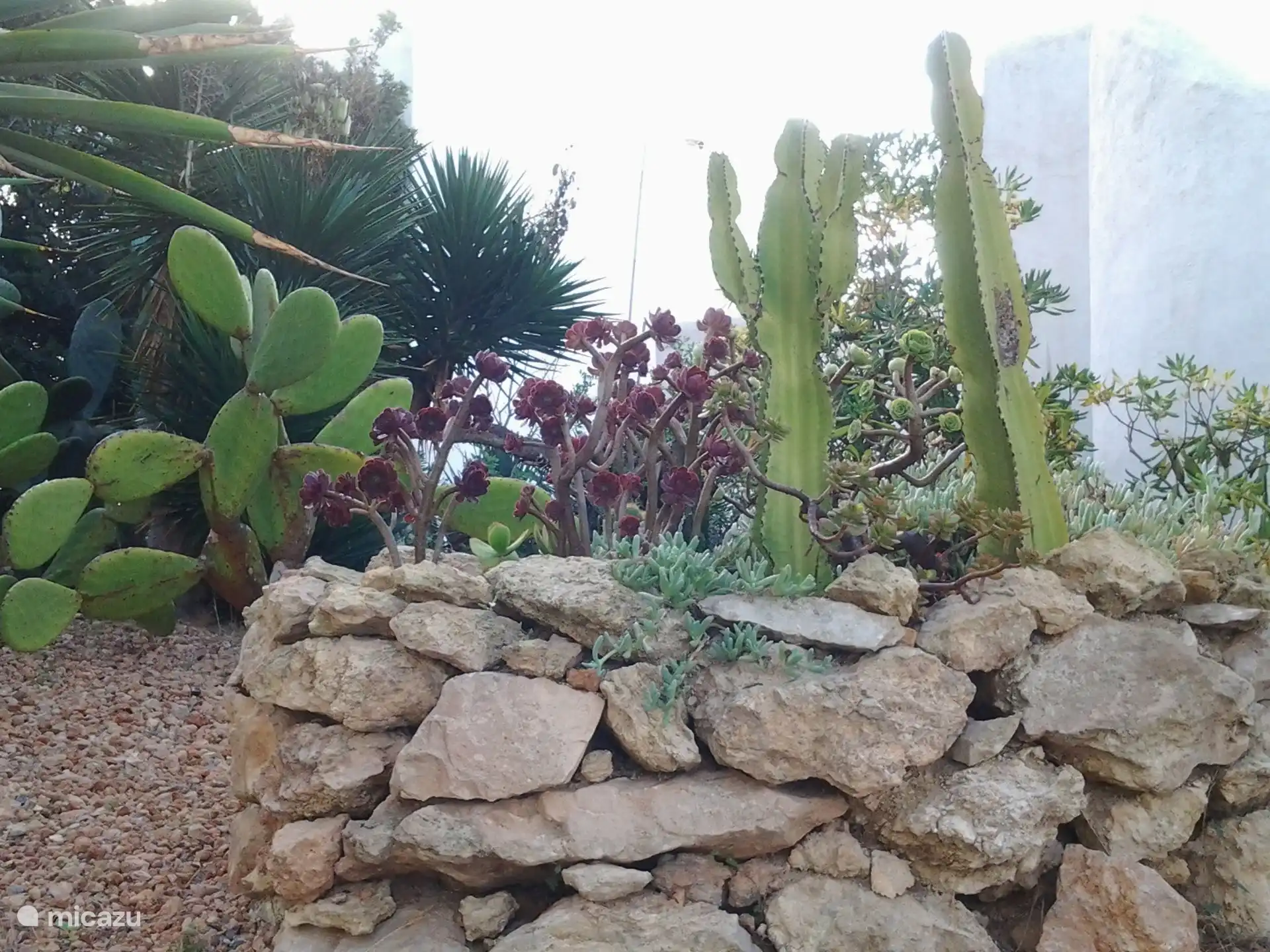 Outdoor garden 