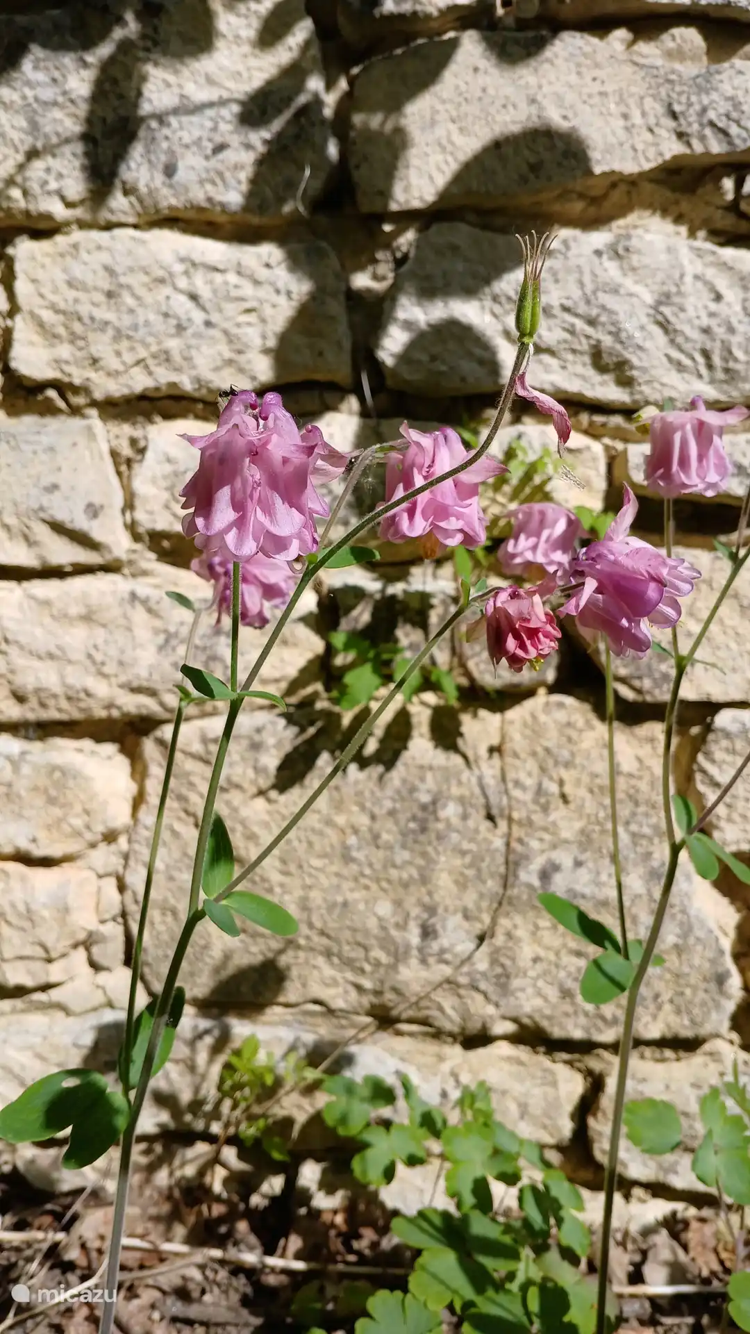Columbine dans le jardin du gite