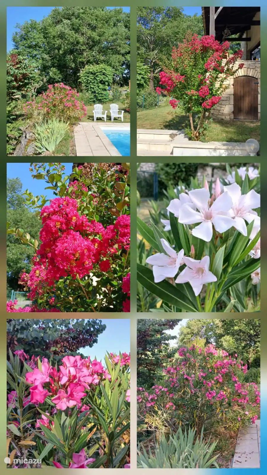 Splendeur florale autour de la piscine