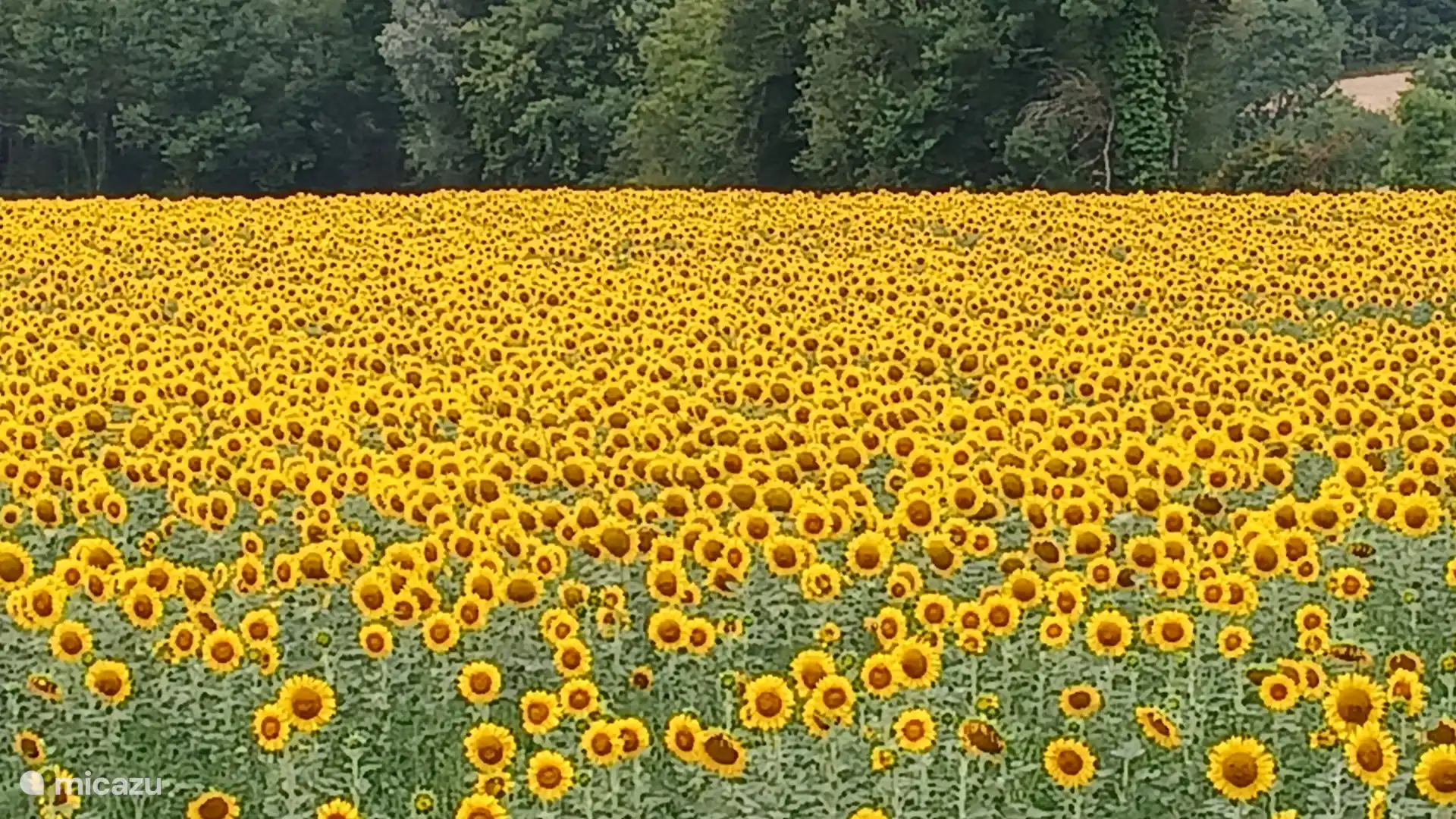 Le champ du voisin avec des tournesols