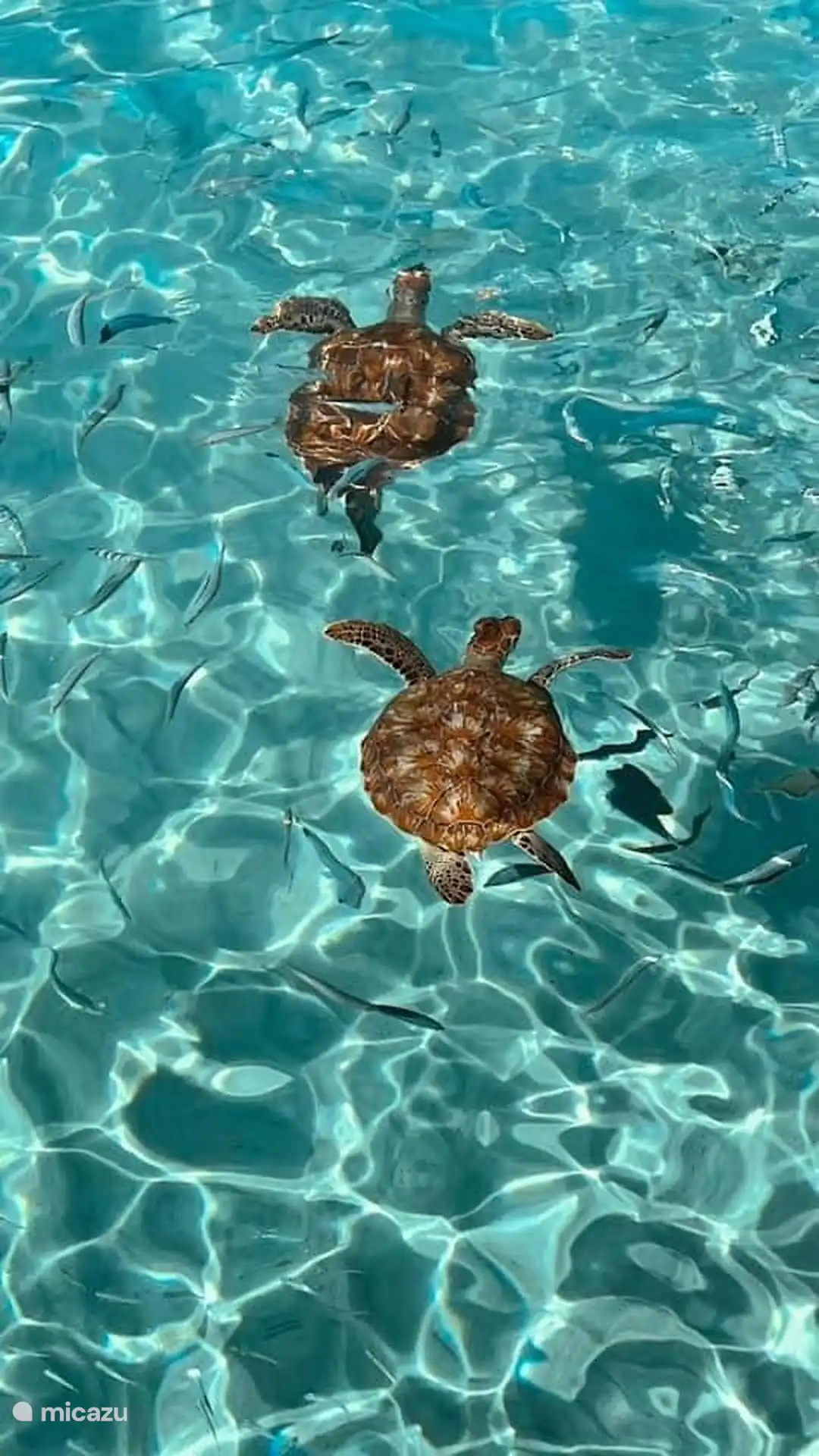 Tortues 