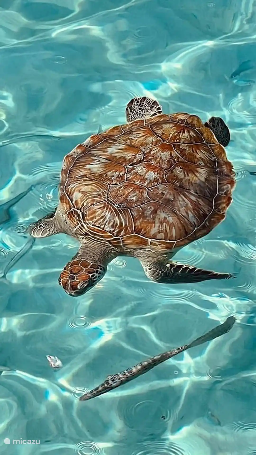 Tortues