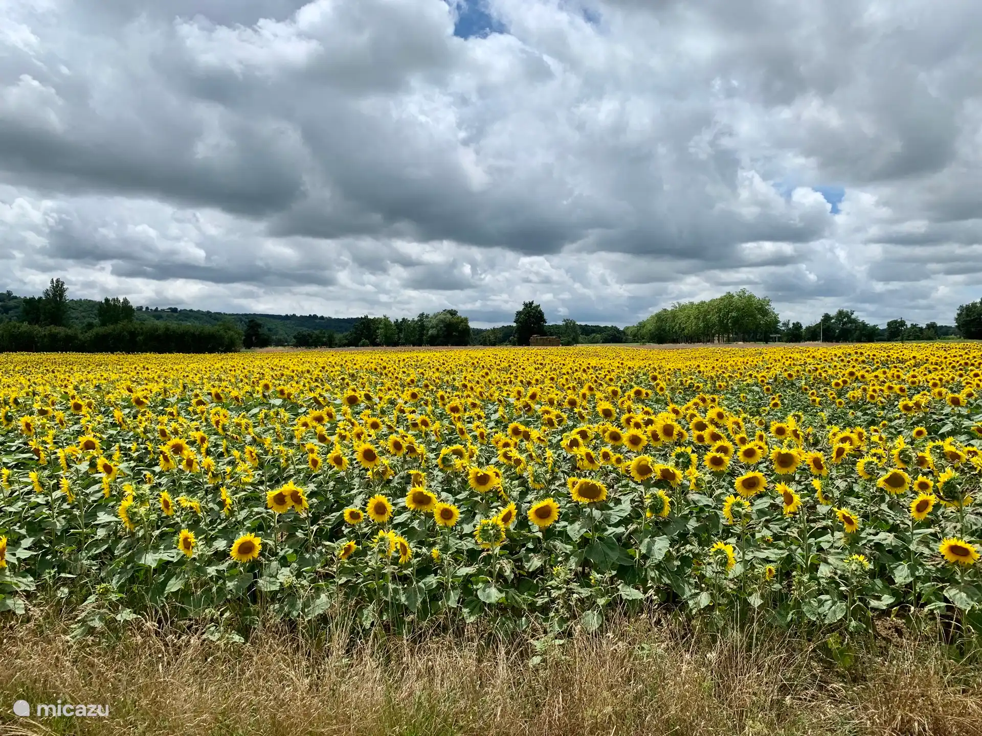 Juni/Juli ist Sonnenblumenzeit