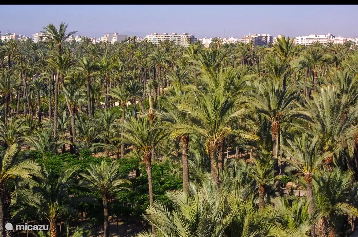 Elche palmentuin