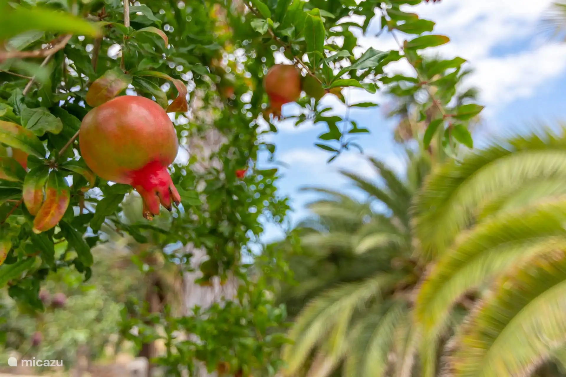 Granatapfelbäume mit Früchten: Die Umgebung des Hofes ist kultiviert, mit Palmen und Obstbäumen.