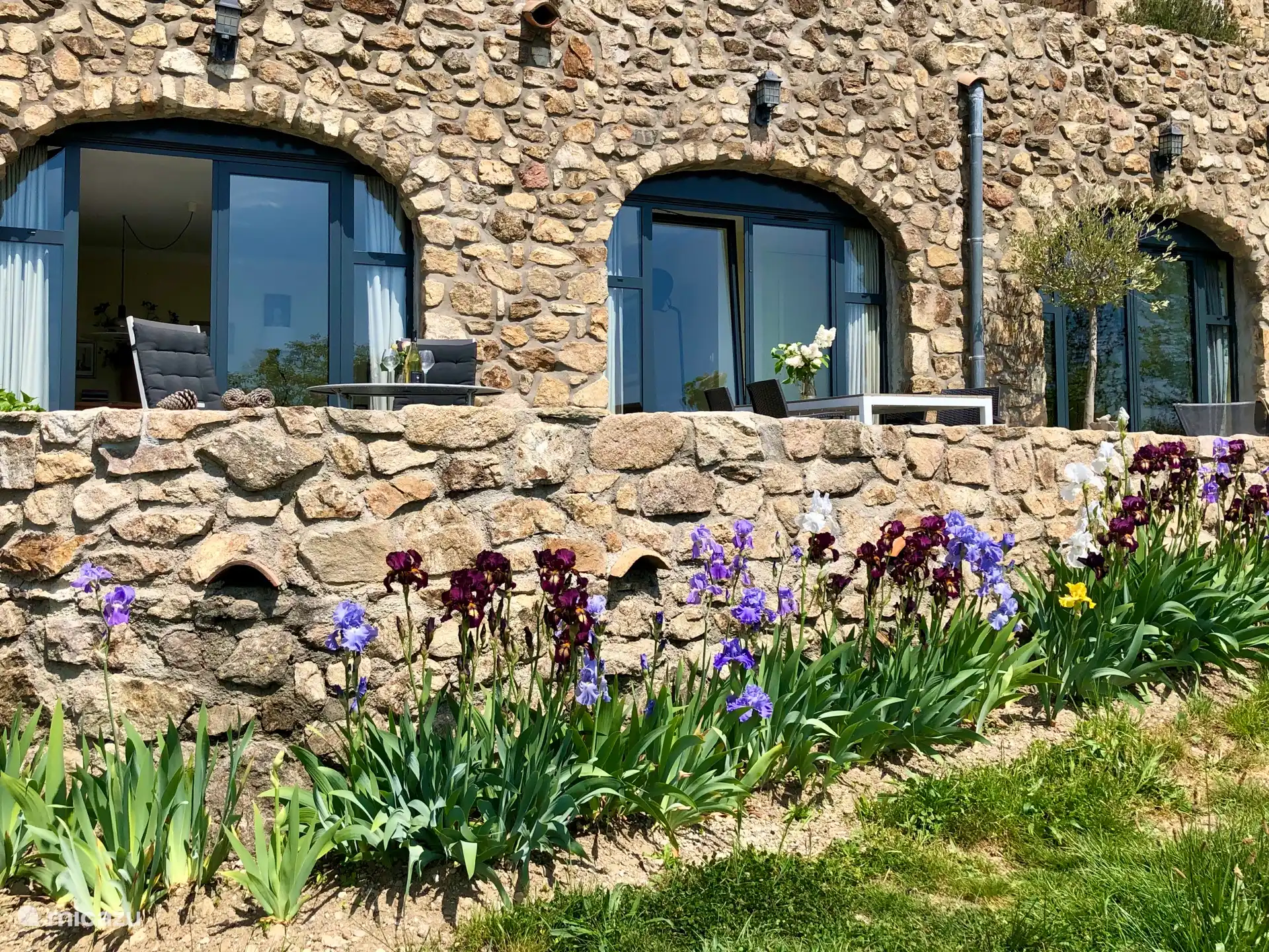 Im Mai und Juni blühen die Iris um die Wand herum