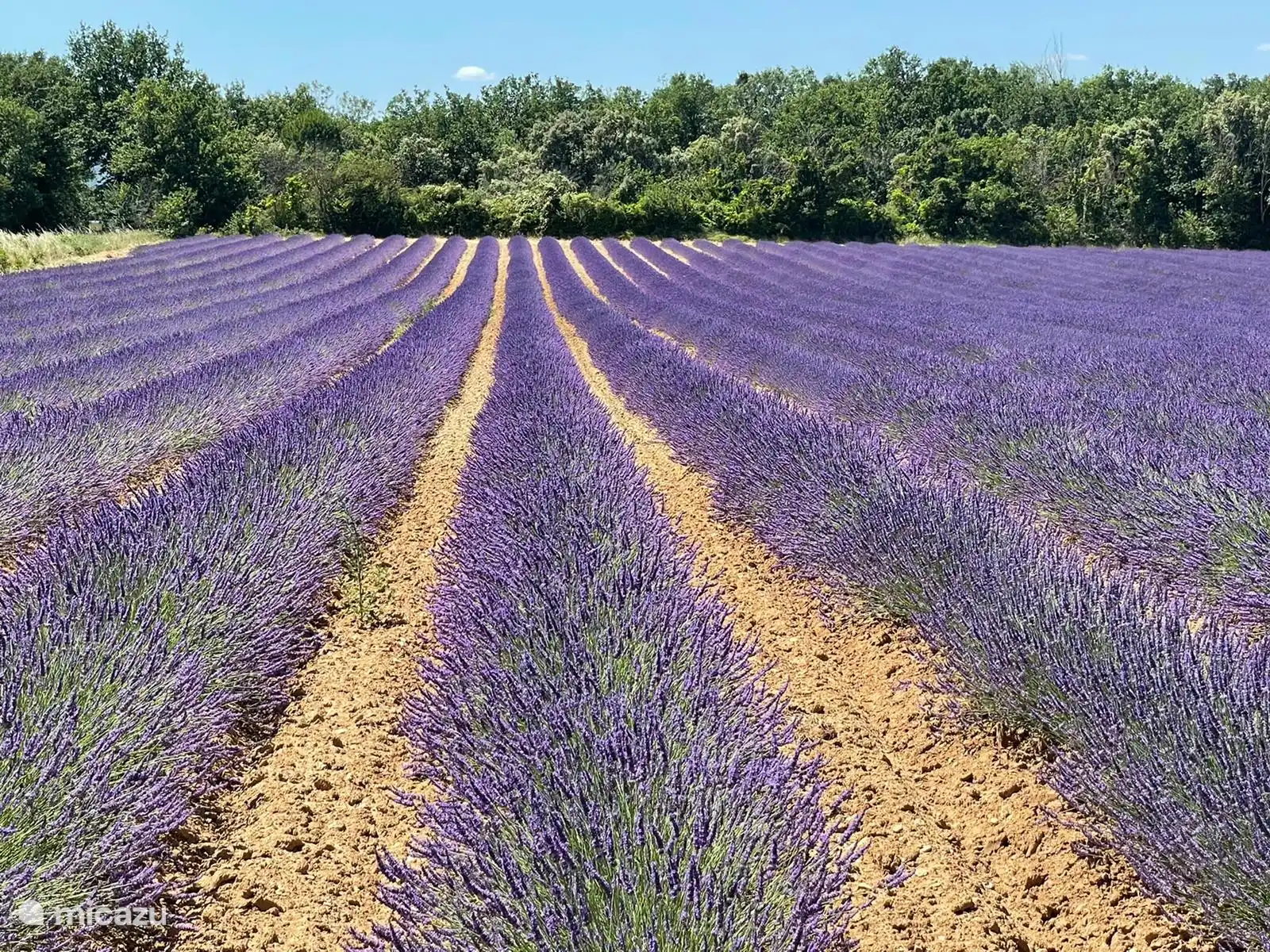 De lavendelvelden liggen op een uurtje rijden