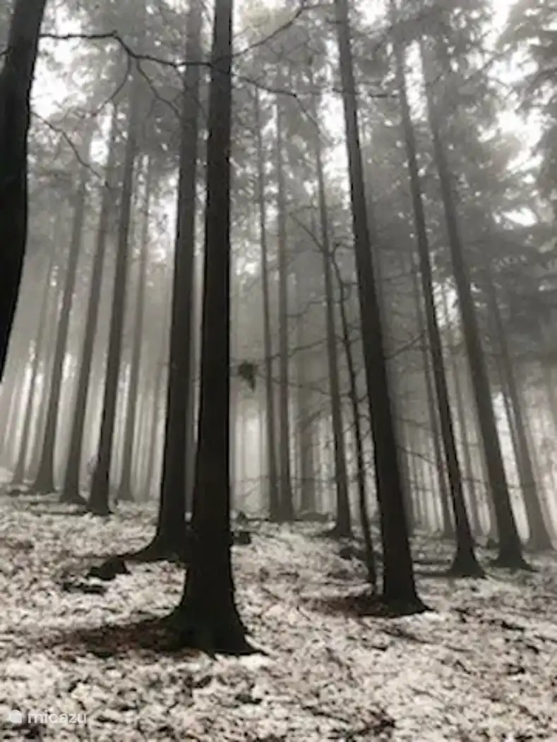 Kellerwald adjacent to the Feriendorf