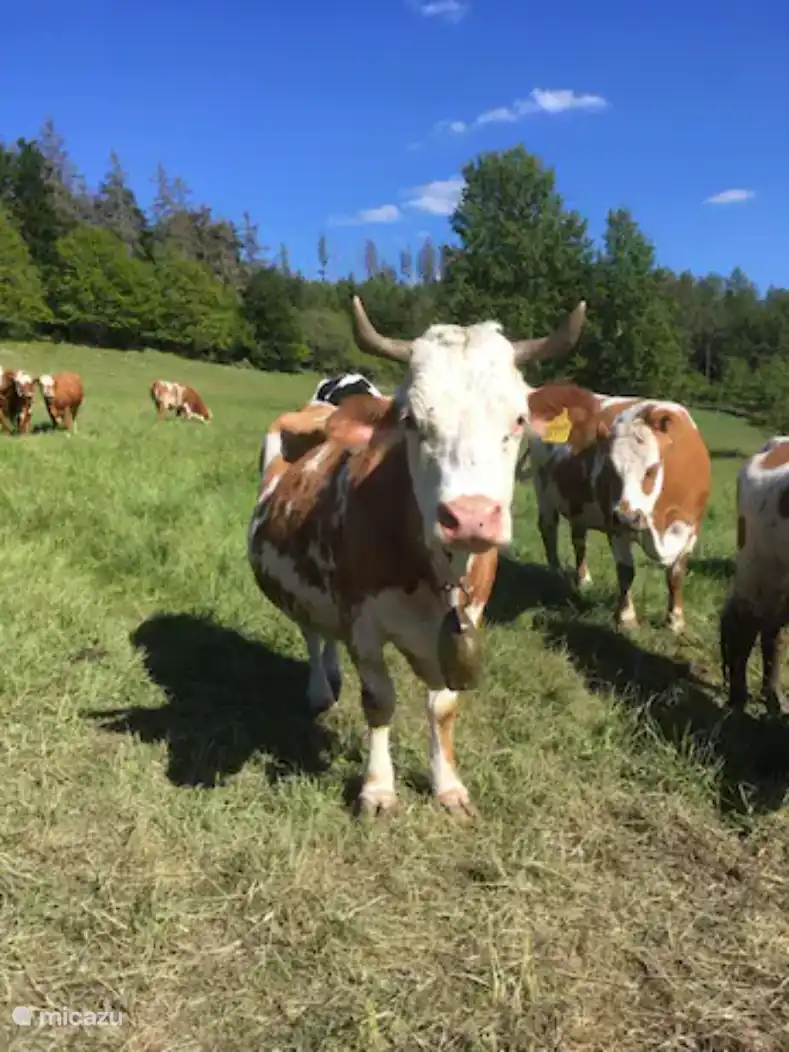 Cows in the meadow next to the park