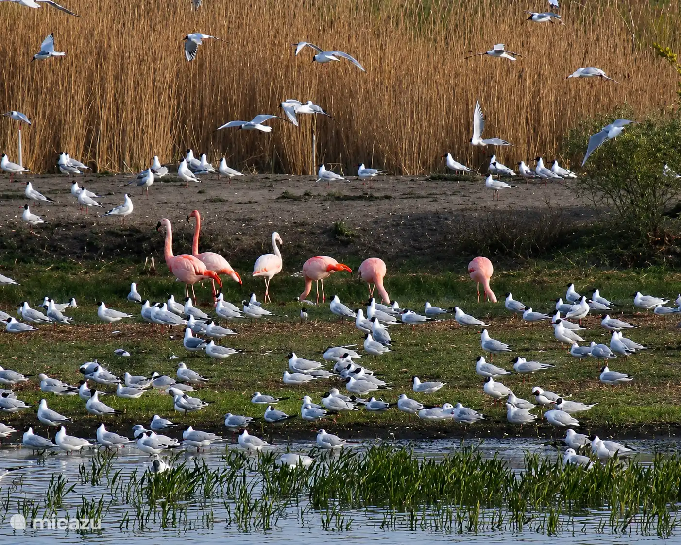 Flamingo's in het Zwillbrockervenn