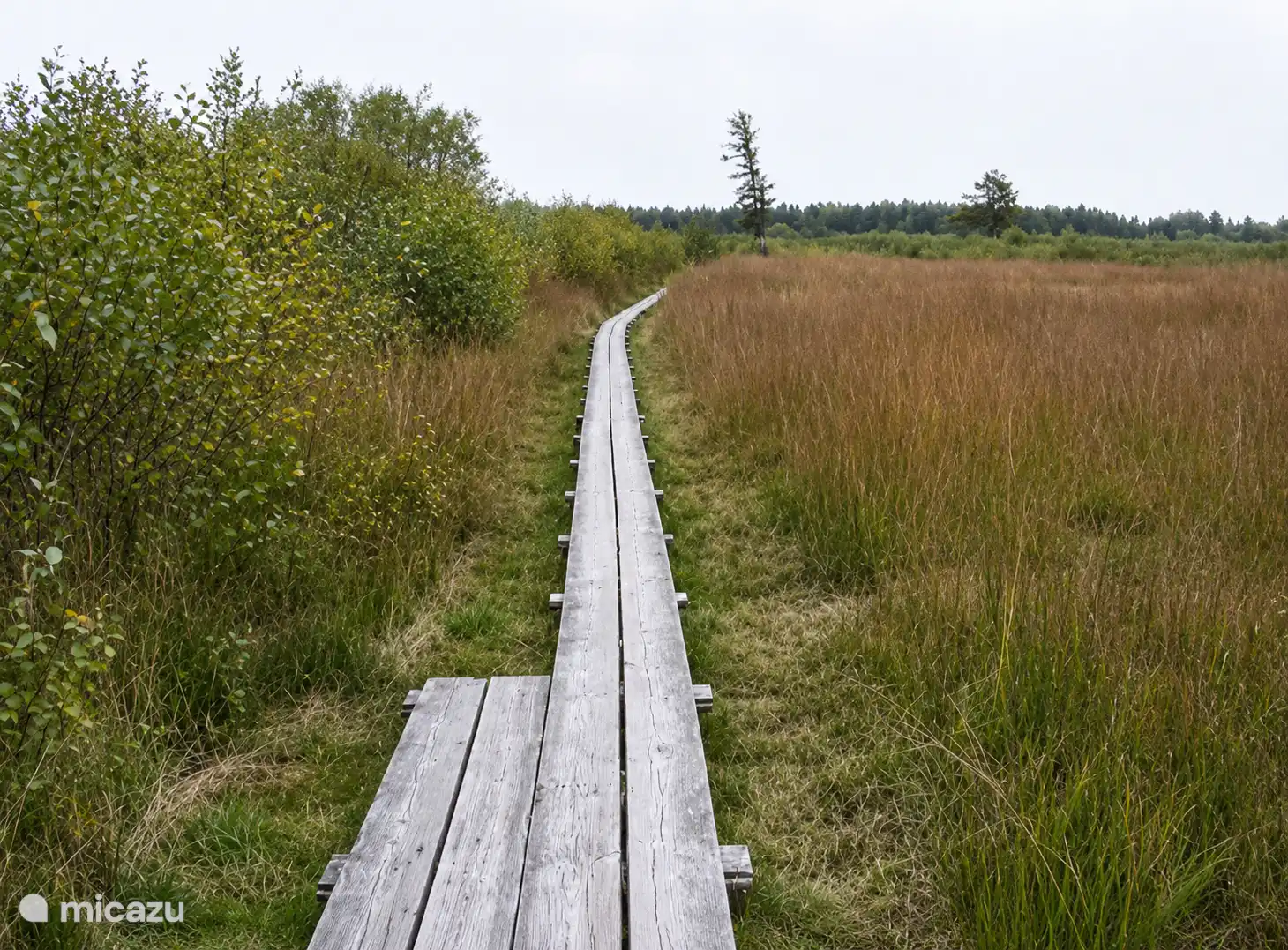 Vlonderpad in het Wooldseveen