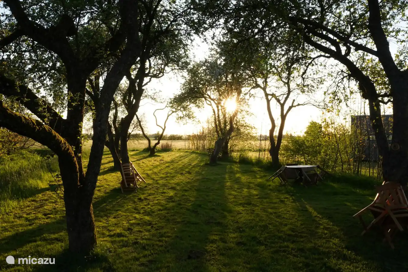 Boomgaard bij de boerderij in de avondzon