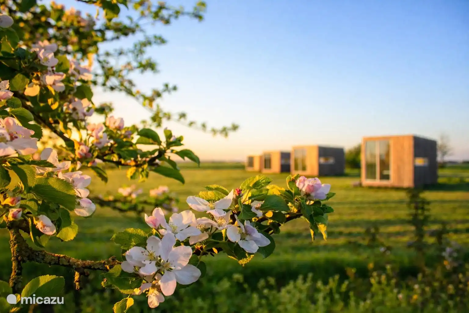 De weidesuites in de bloesem bij zonsondergang