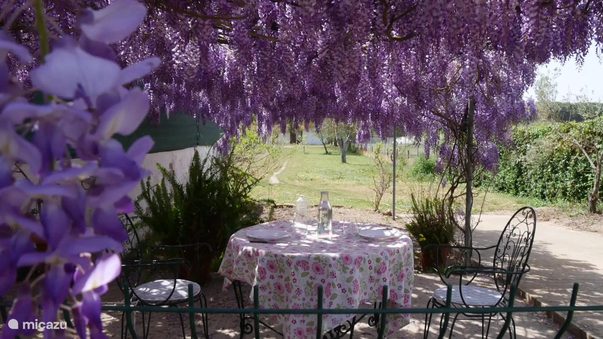 Wisteria die bloeit in maart-april op het zwembadtraliet