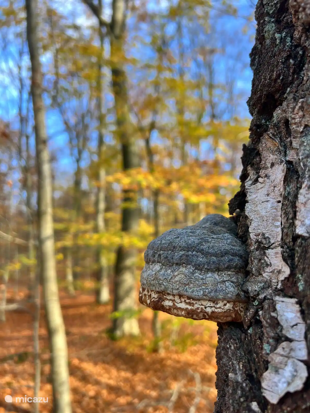 Naastgelegen Belvédèrebos links vanuit de tuin bereikbaar.