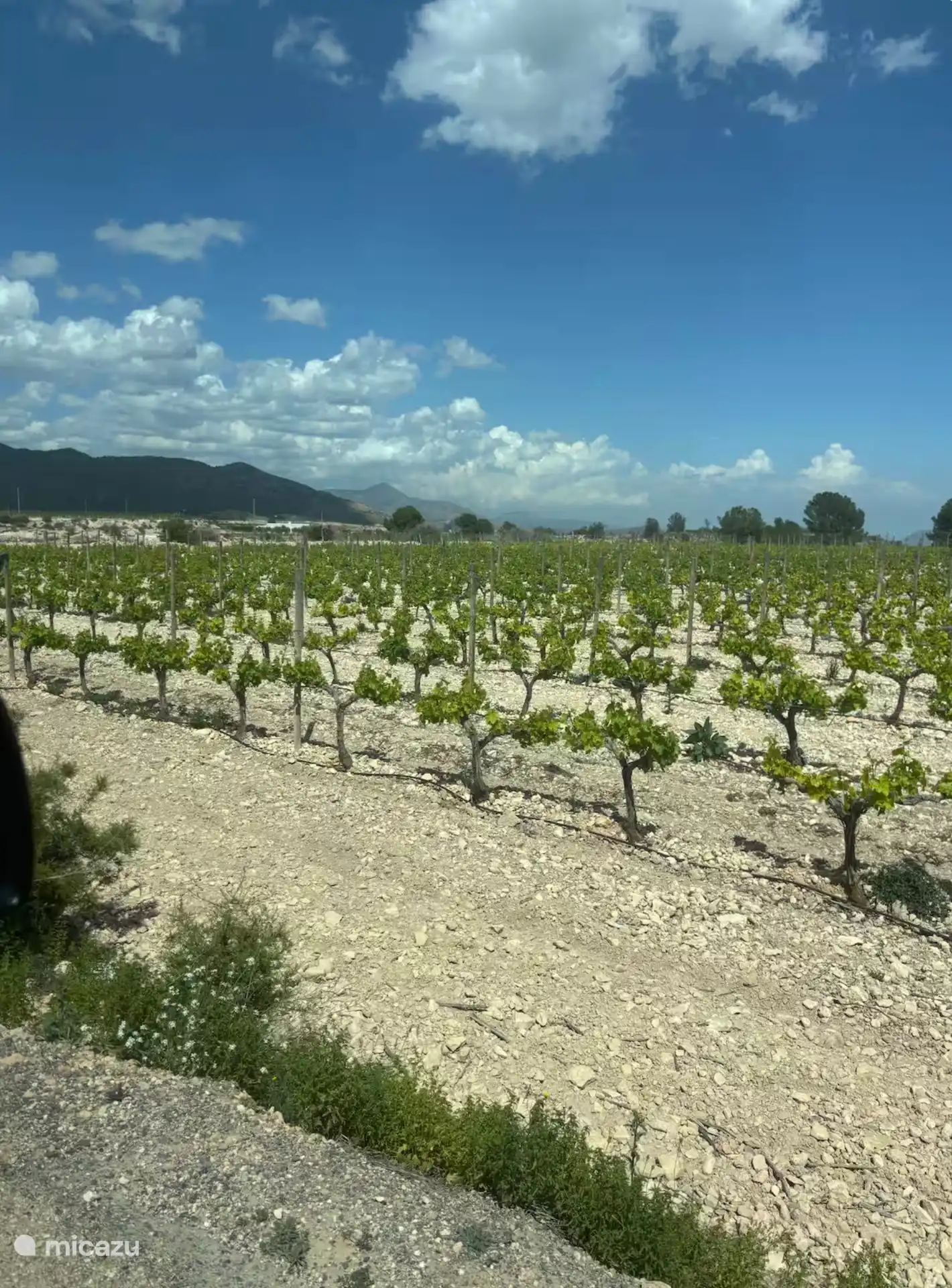 Área del viñedo