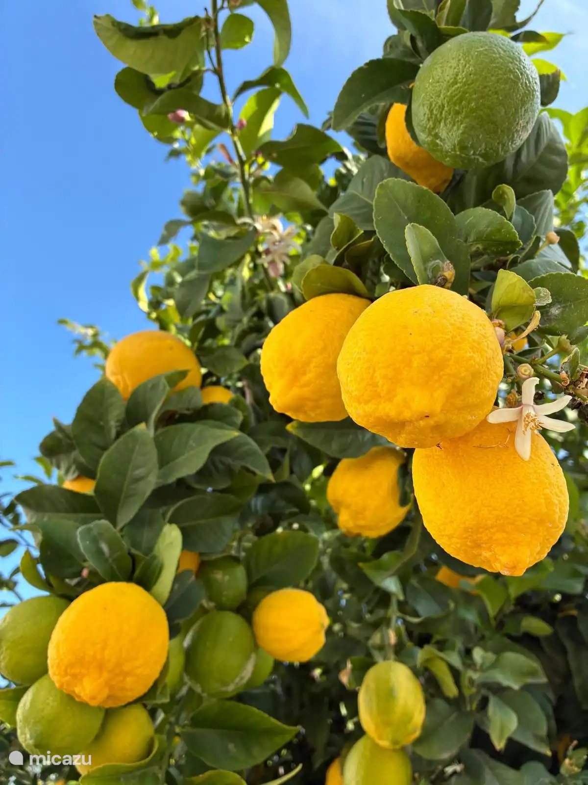 The lemon tree on the lower terrace. The blossom of this tree inspired the name of the villa: azahar. Smell these wonderful flowers! 