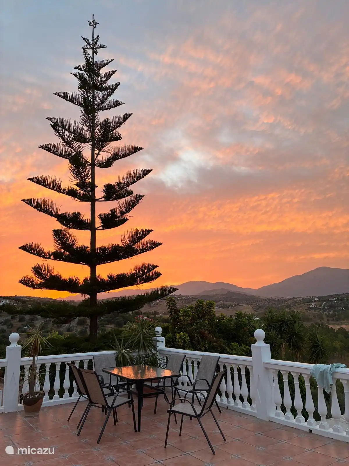 Sunset behind the monkey tree