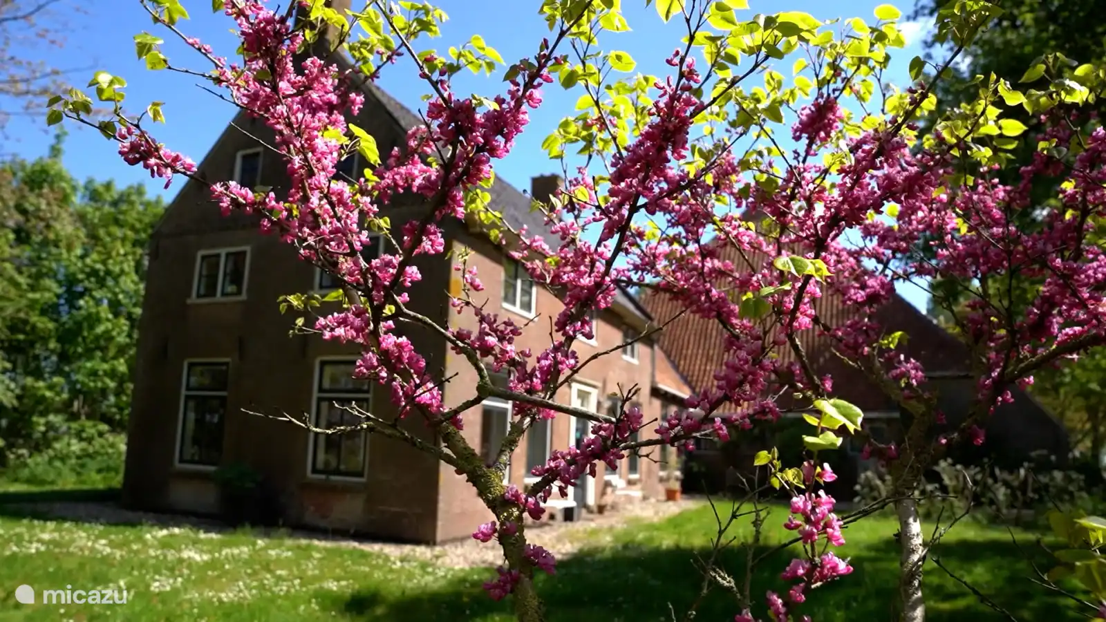 Arbre à fleurs dans le jardin des Voorhuis