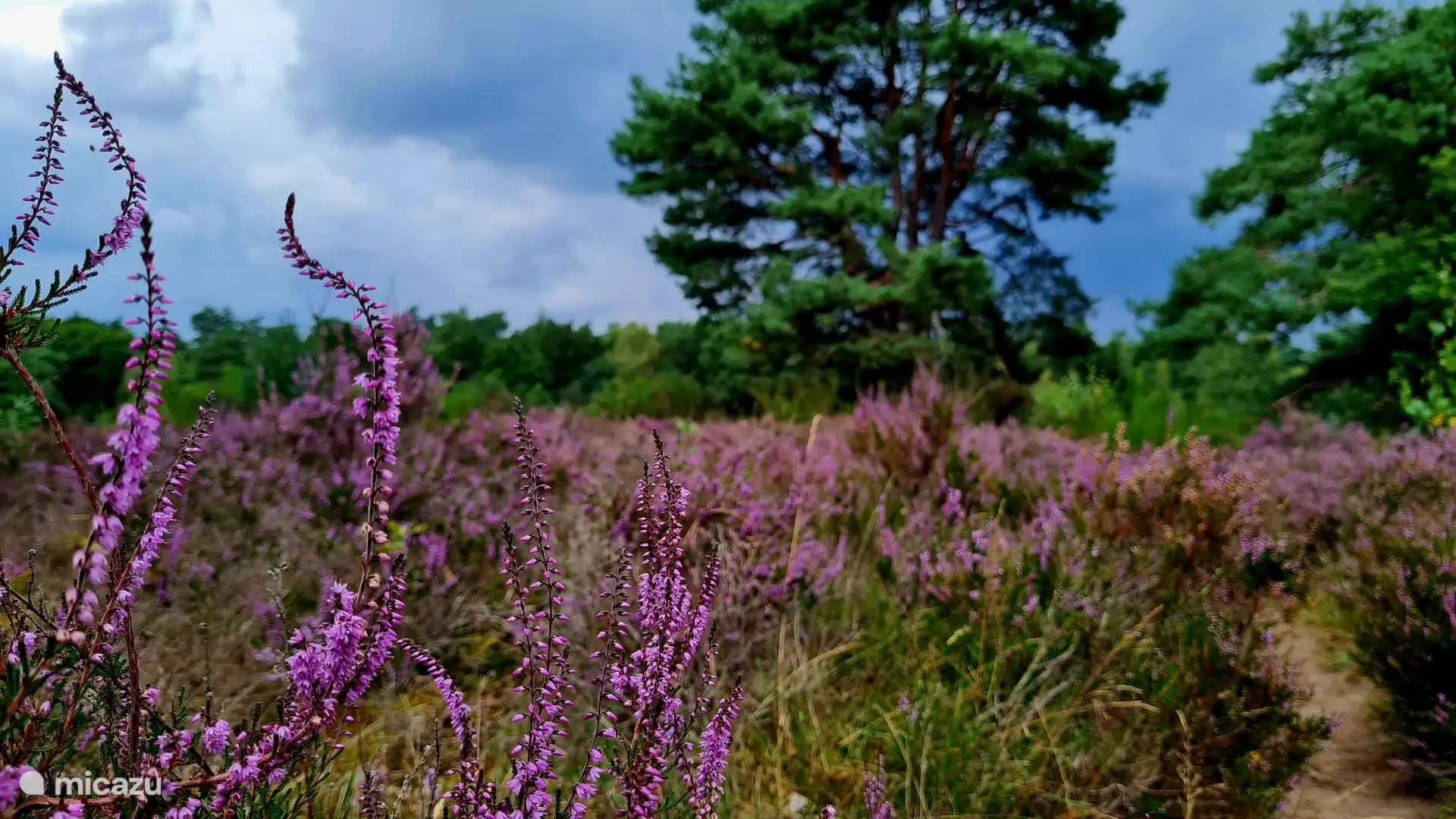 Heide de Grote Ark