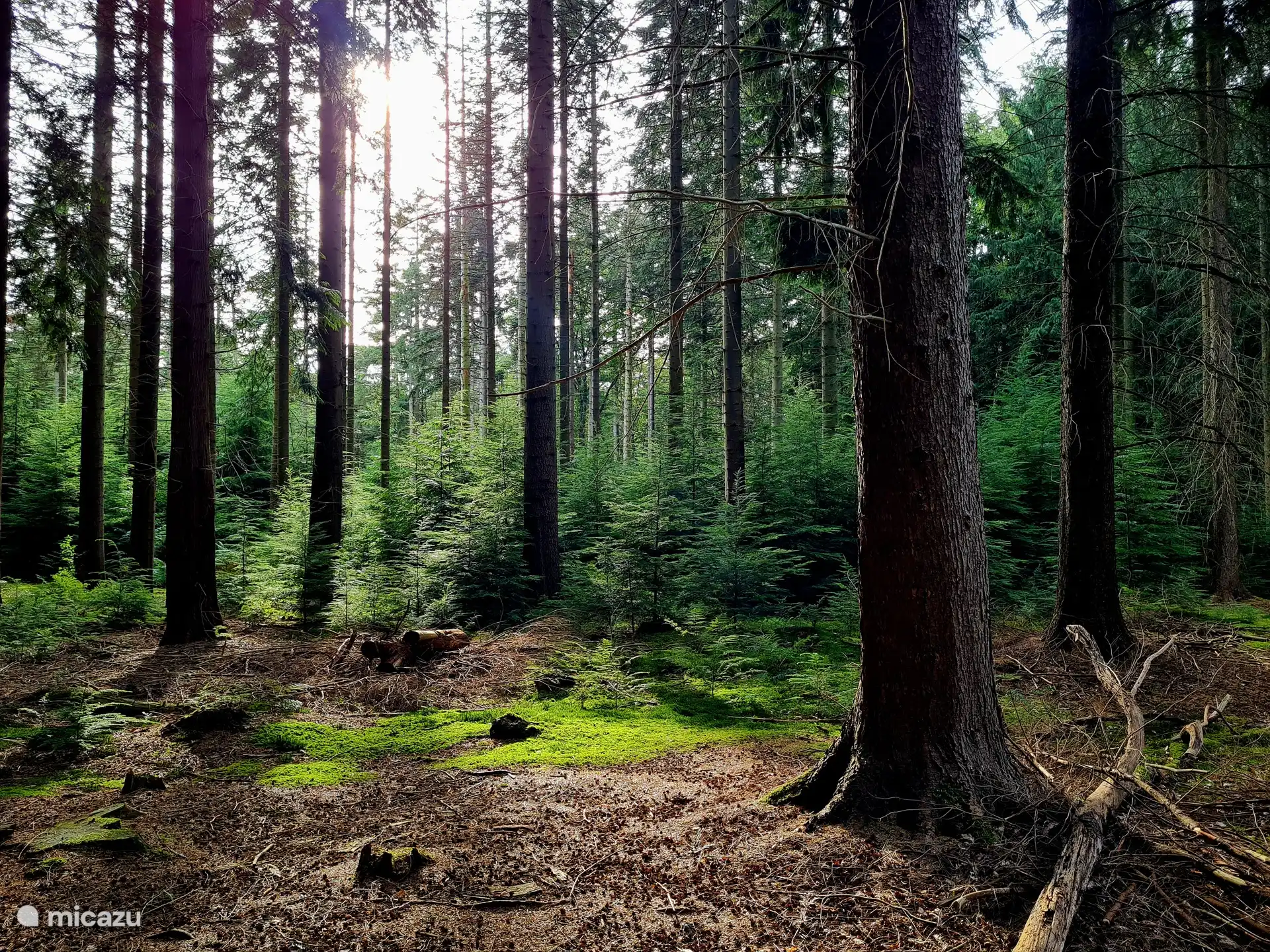 Speulder- en Sprielderbos