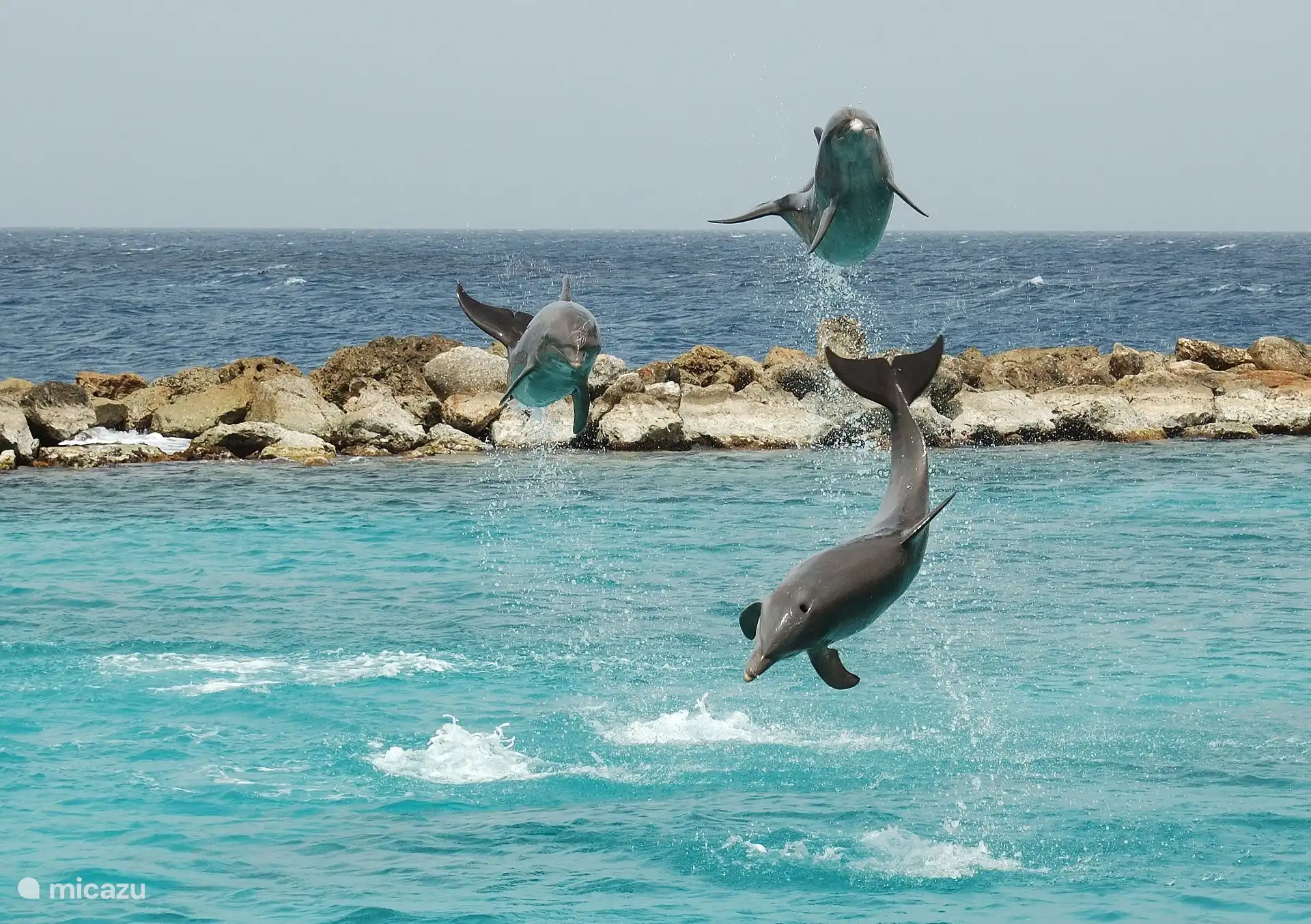 Dolphin Academy