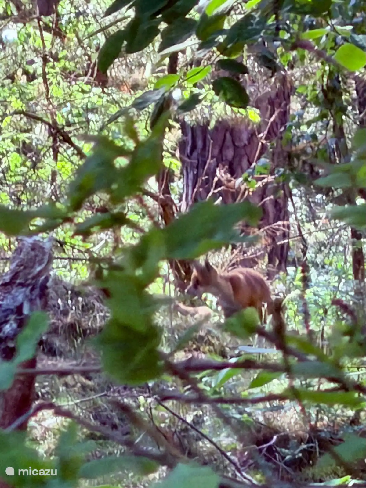 Avec un peu de chance, vous tomberez sur la faune. Ce jeune renard jouait avec sa sœur de portée sœur.  