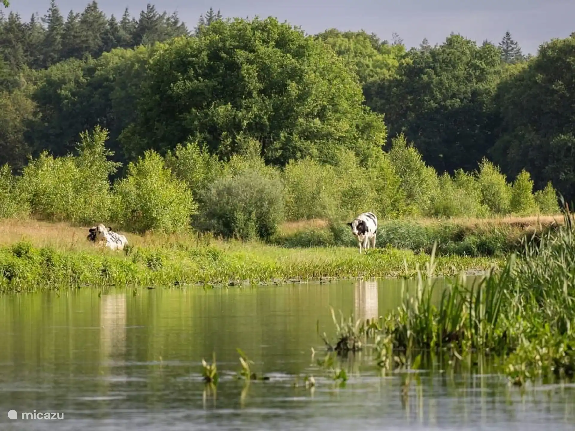Vecht en Ommen | Alquiler chalet de Zonnehof en Buitenplaats de Berghorst, en Stegeren, cerca de Ommen, Overijssel 