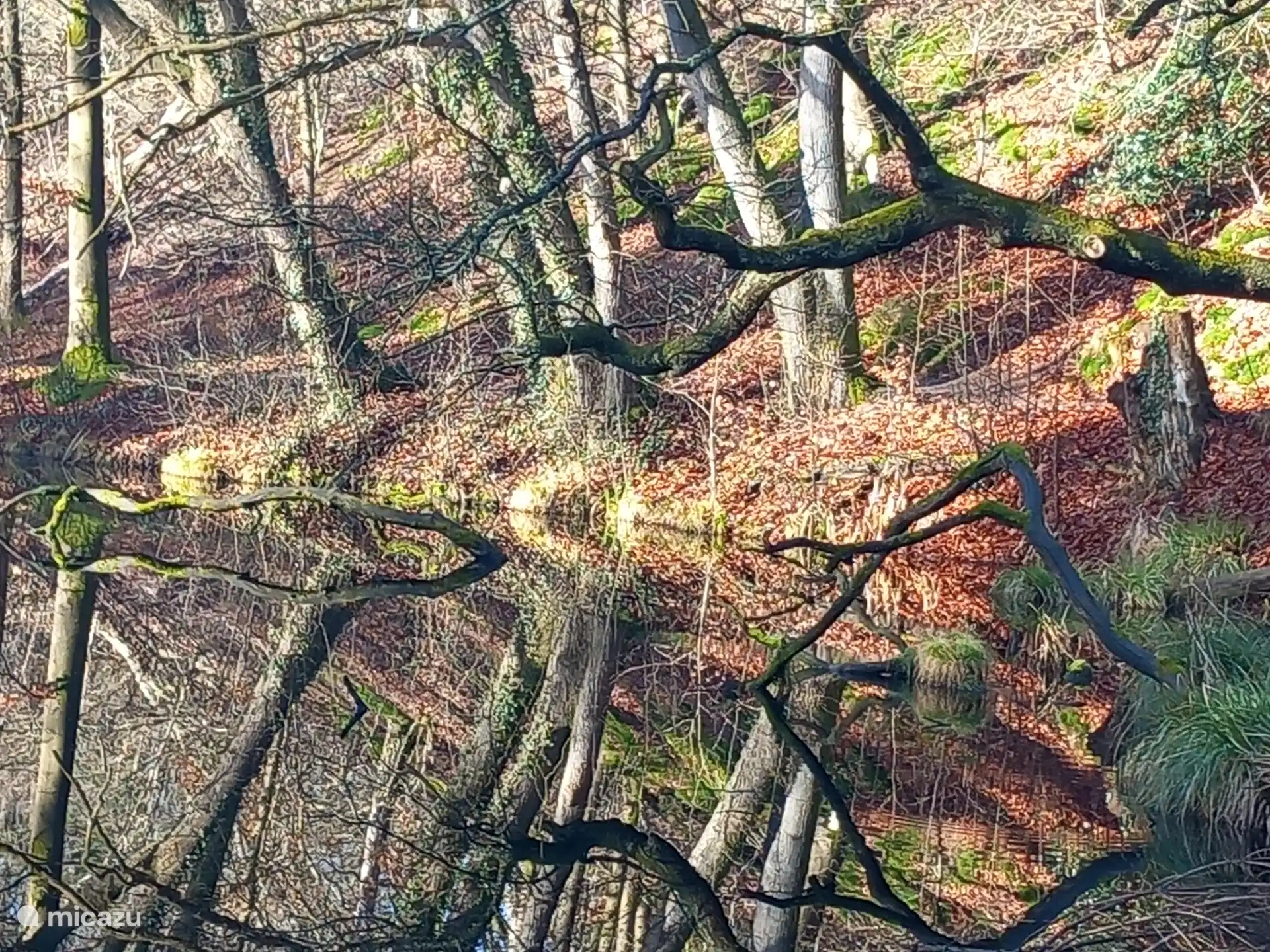 Naturaleza en | Alquiler chalet de Zonnehof en Buitenplaats de Berghorst, en Stegeren, cerca de Ommen, Overijssel 