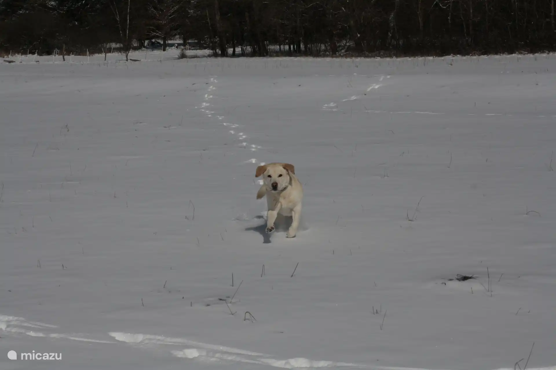Labrador rent vrolijk door de sneeuw,  je hond is trouwens gratis!