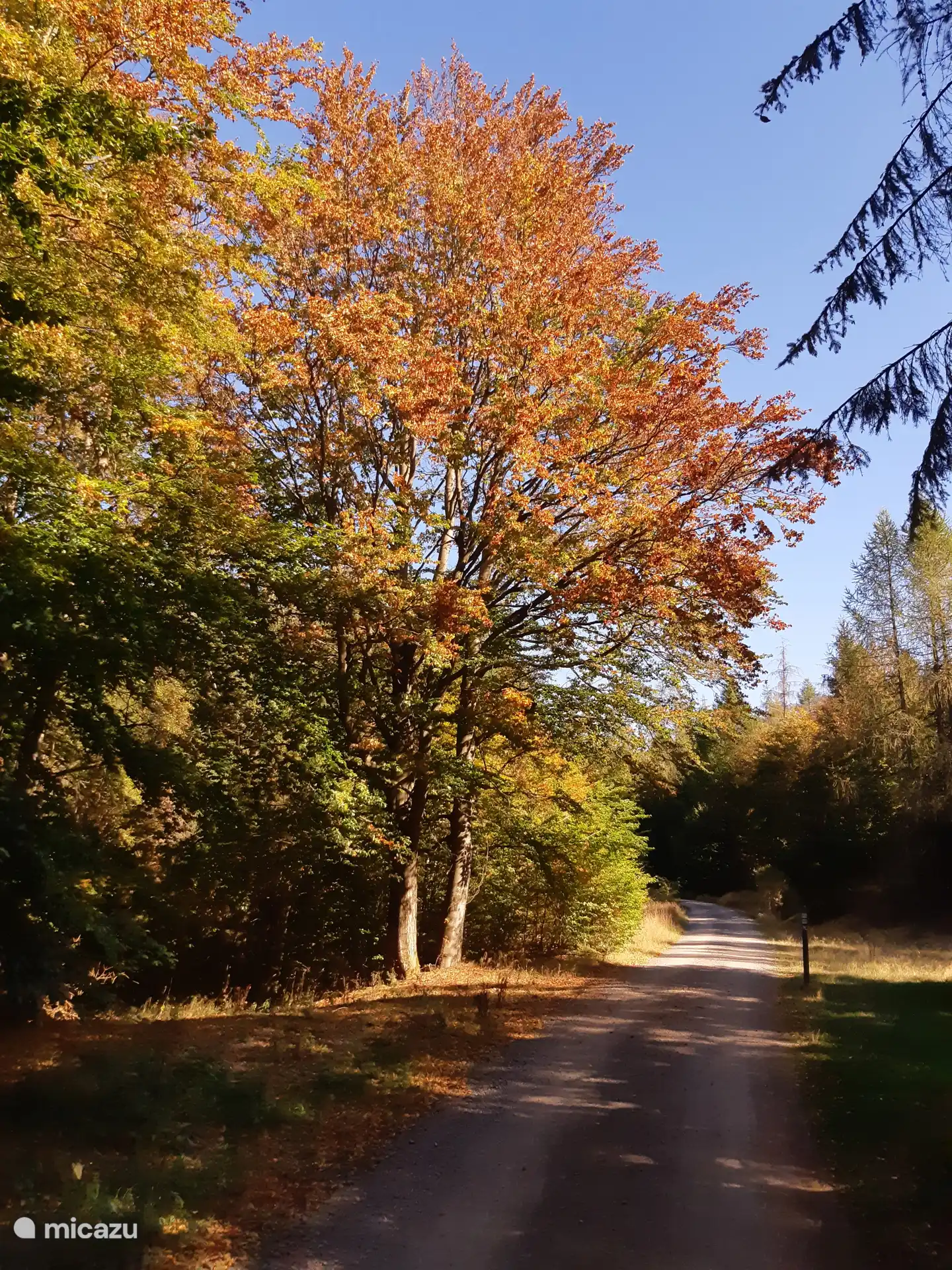 Herfstkleuren in de bossen van het Nationaal Park Kellerwald-Edersee tijdens de herfstvakantie.
