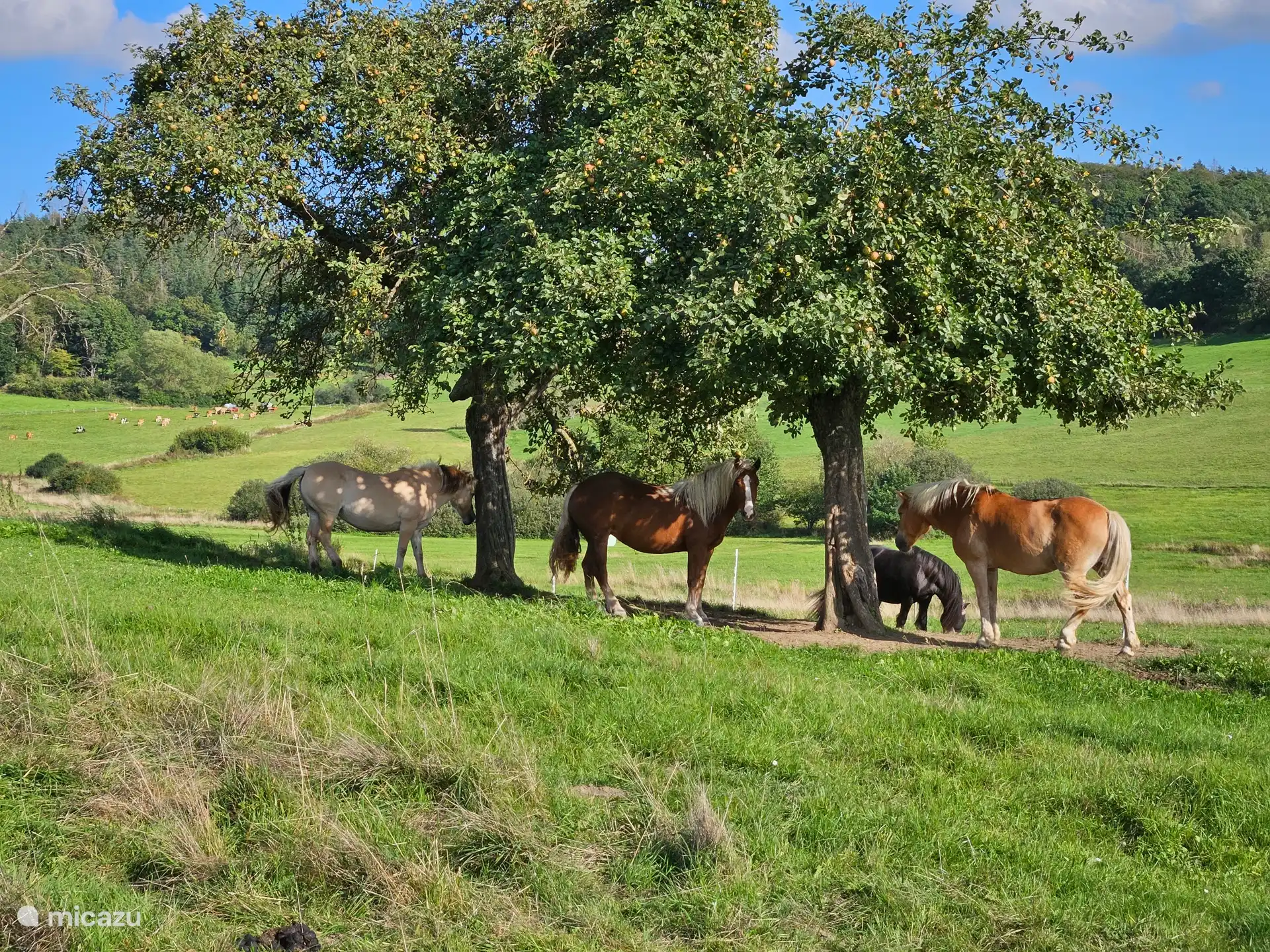 Paarden in de weidevelden bij woning Weideblick.