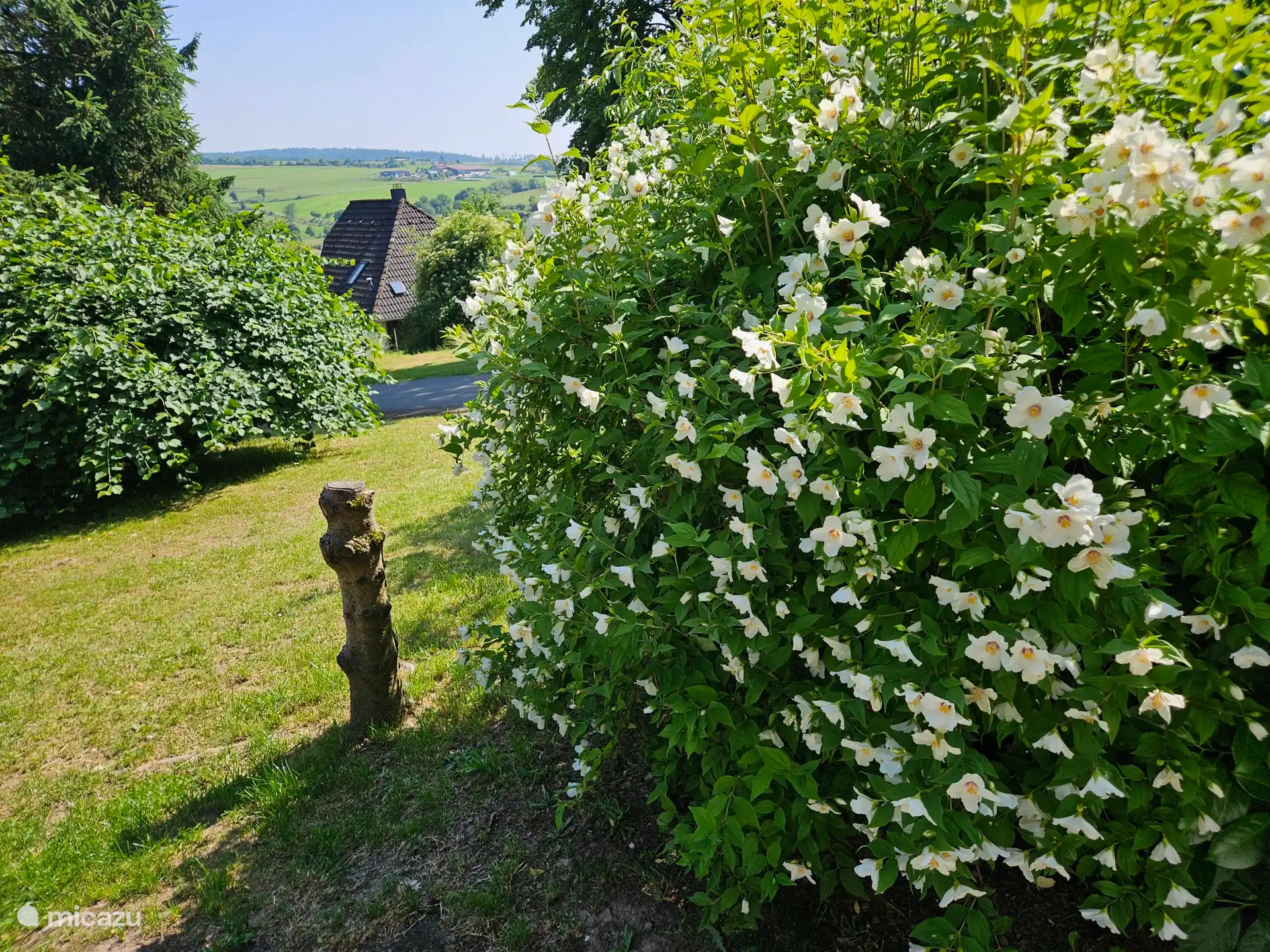 Heerlijk riekende jasmijn bij het terras van vakantiewoning Sauerland, Am Sternberg 121.
