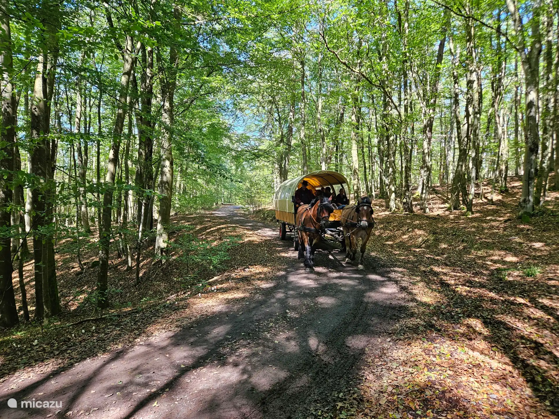 Met de huifkar met paarden rijden door het beukenbos, een echte belevenis!