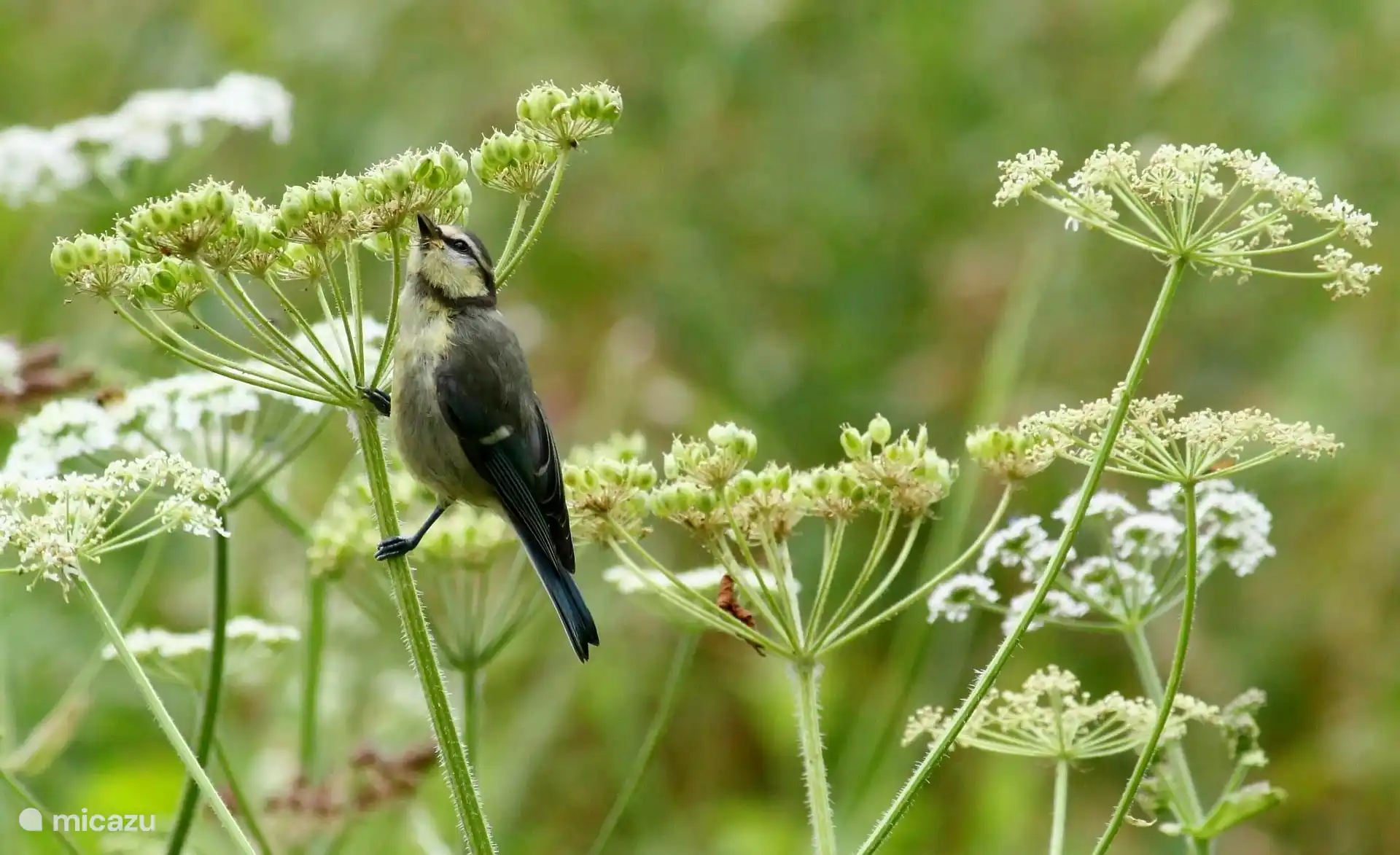 Mucha flora y fauna Vechtdalchalet Zonnezicht en Buitenplaats de Berghorst en Stegeren, OV. 