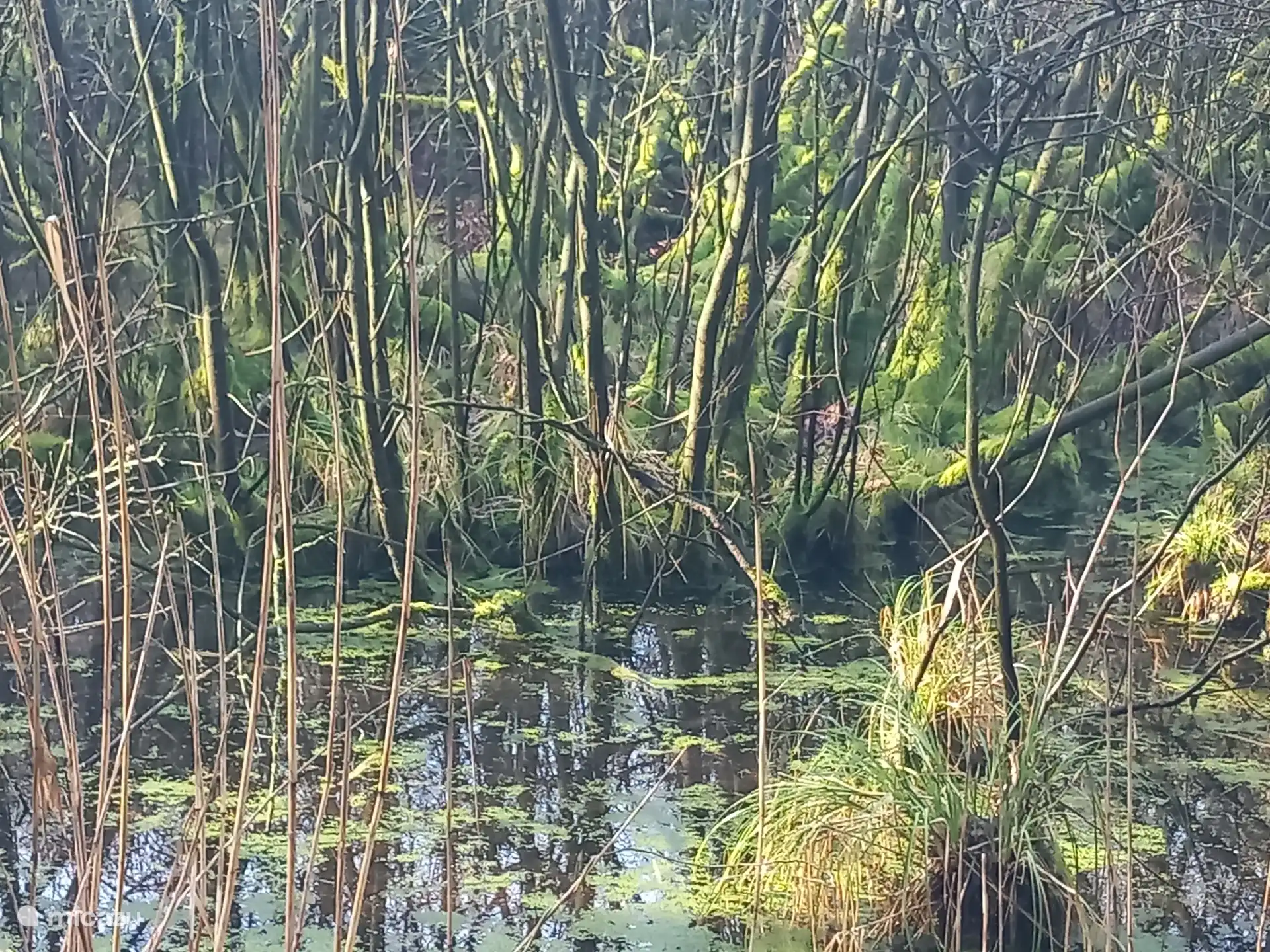 Manglares de Ommen ;>) Chalet Vechtdal Zonnezicht en Buitenplaats de Berghorst en Stegeren, OV. 