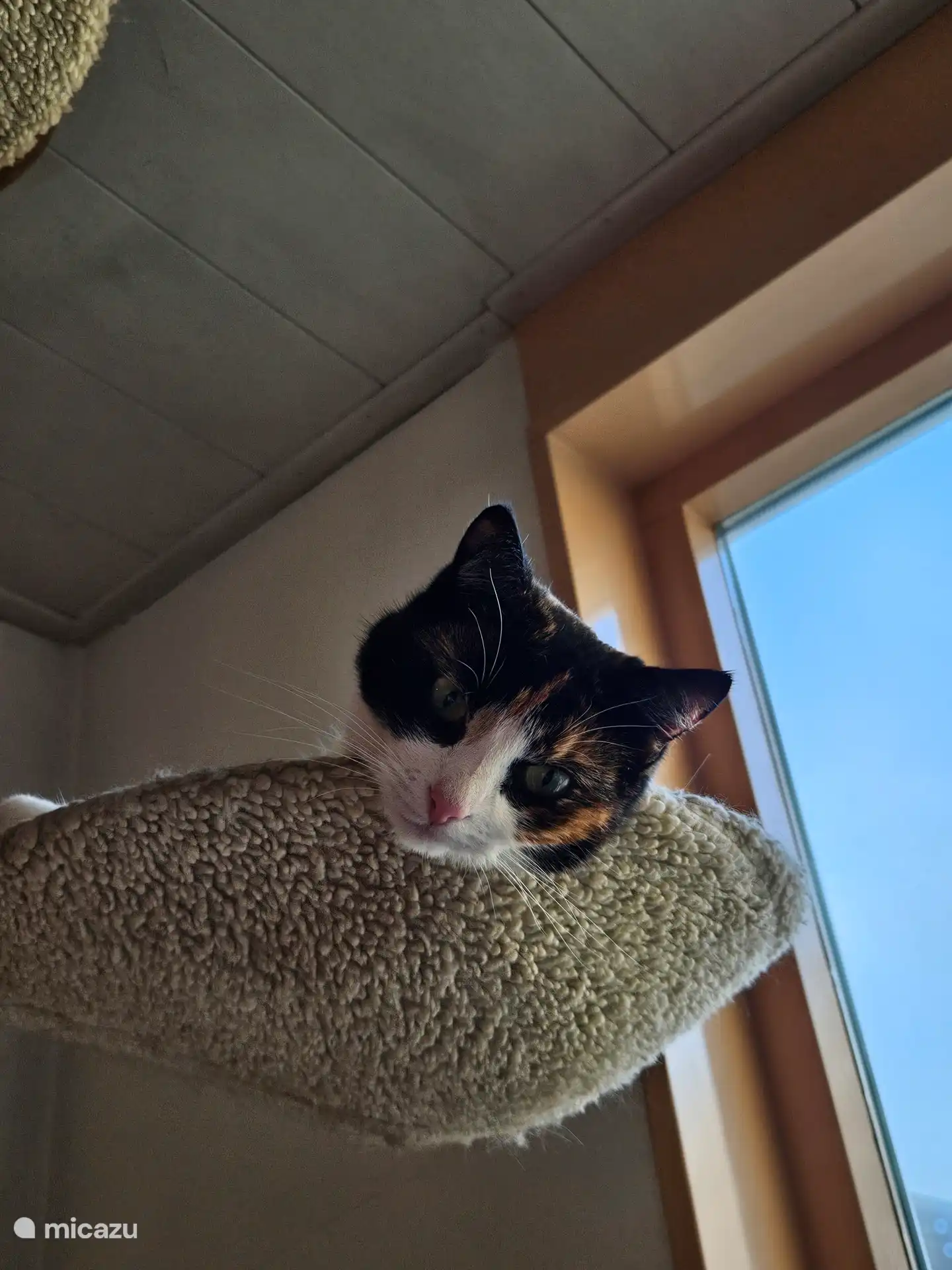 Een van onze katten die je buiten kunt vinden.