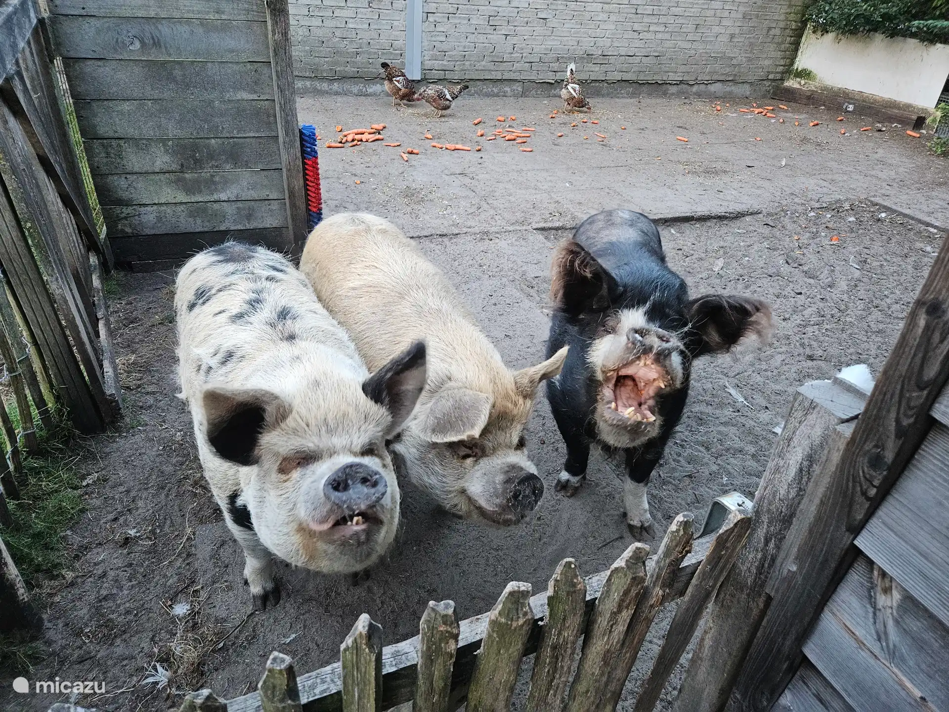 Varkens en kippen zijn ook van de partij. Lola (de zwarte) zegt al goedendag :)