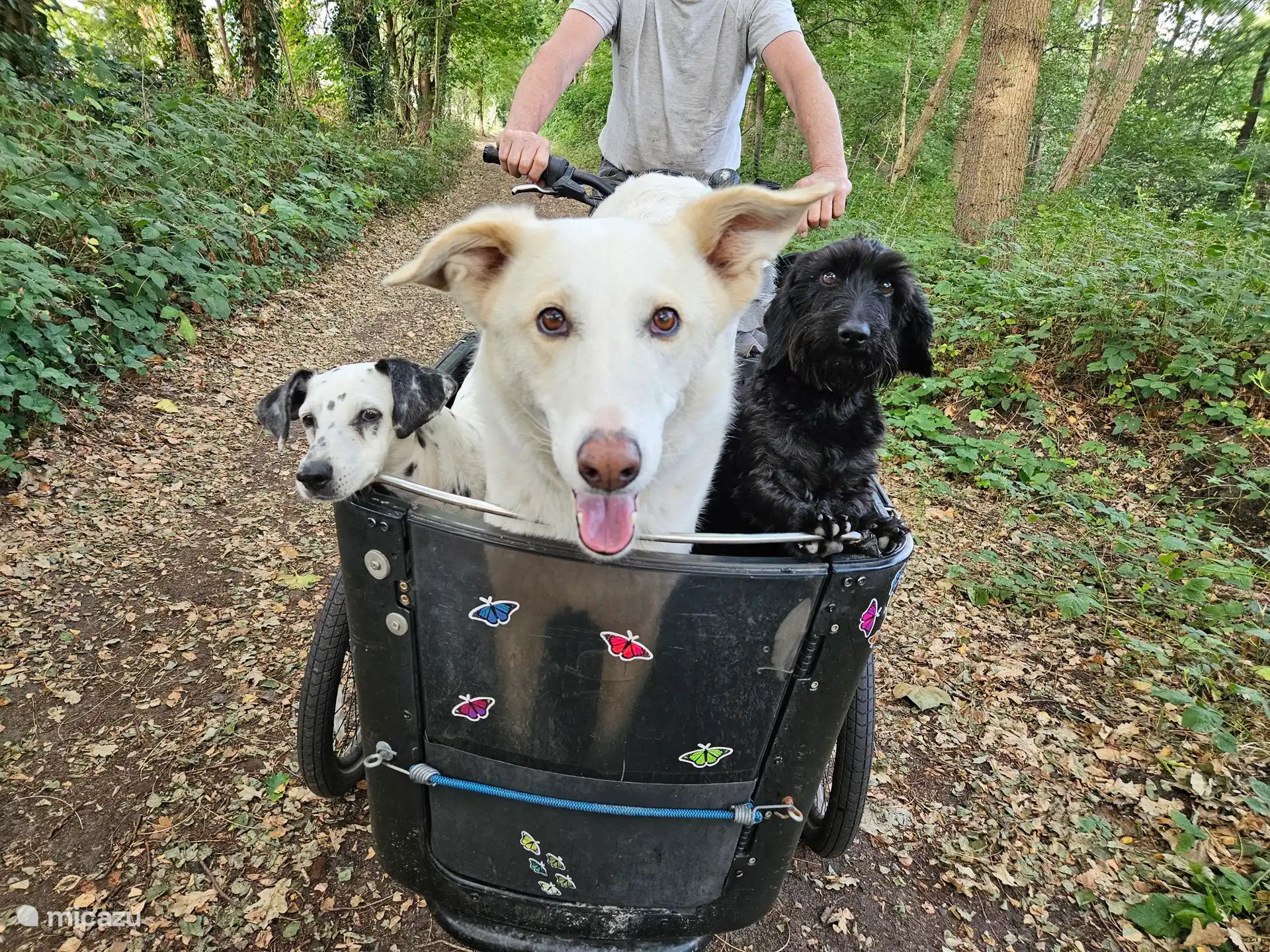 De 3 honden die ook op het terrein te vinden zijn.
