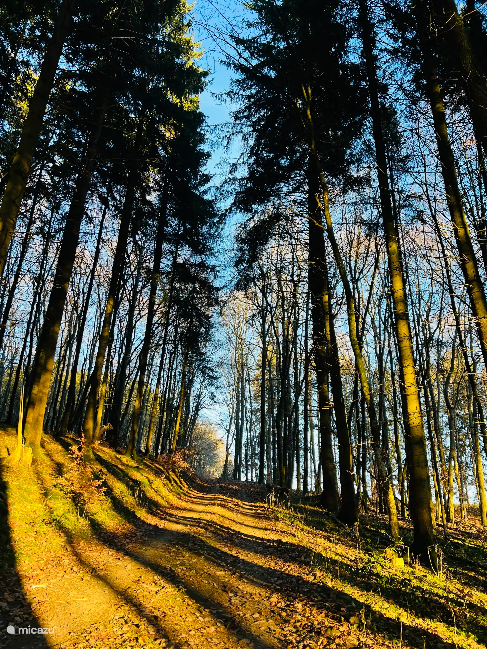 Omgeving