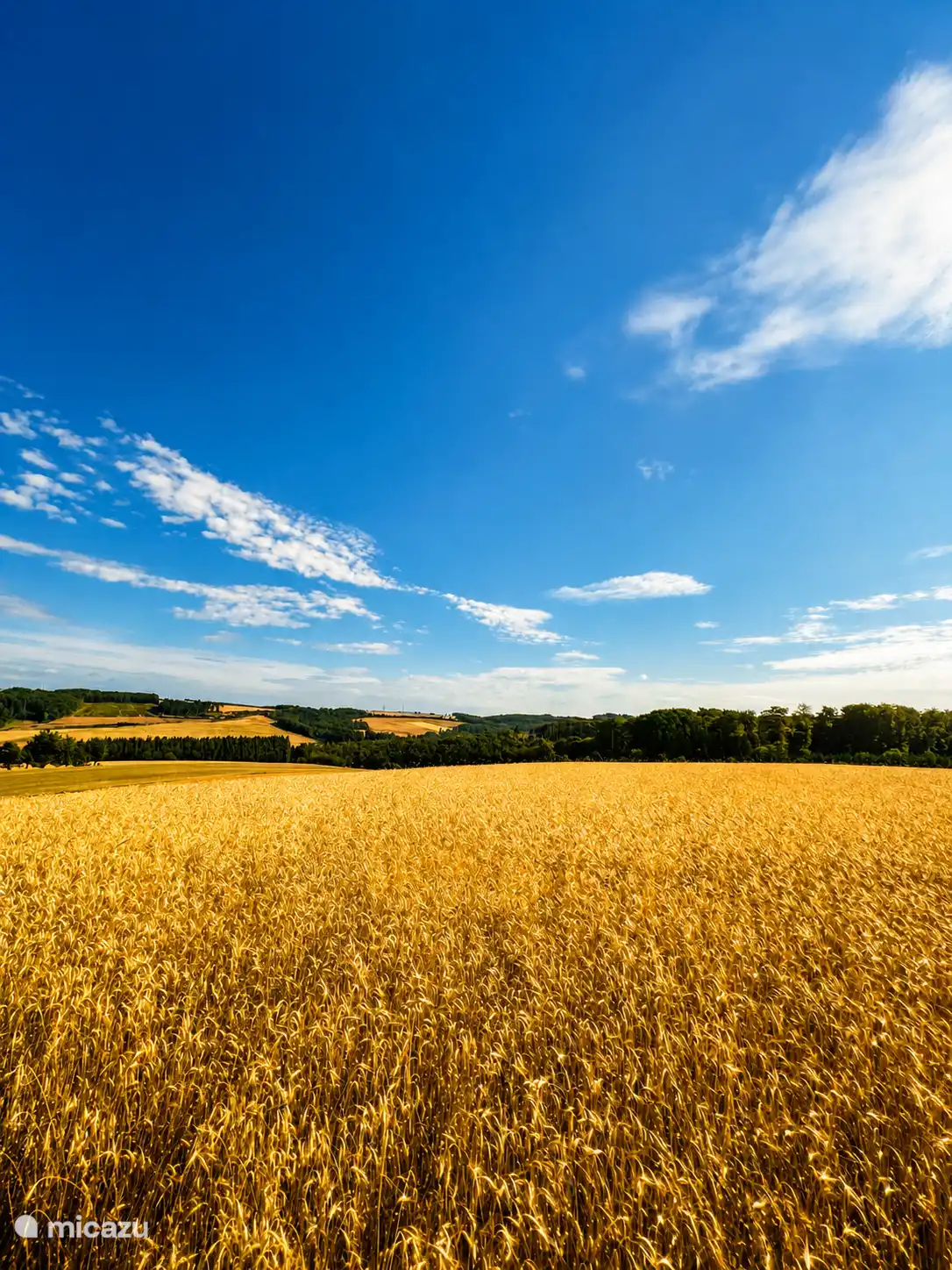 Environnement en été