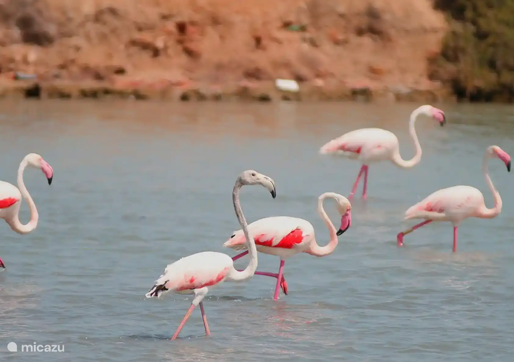 Flamingo's