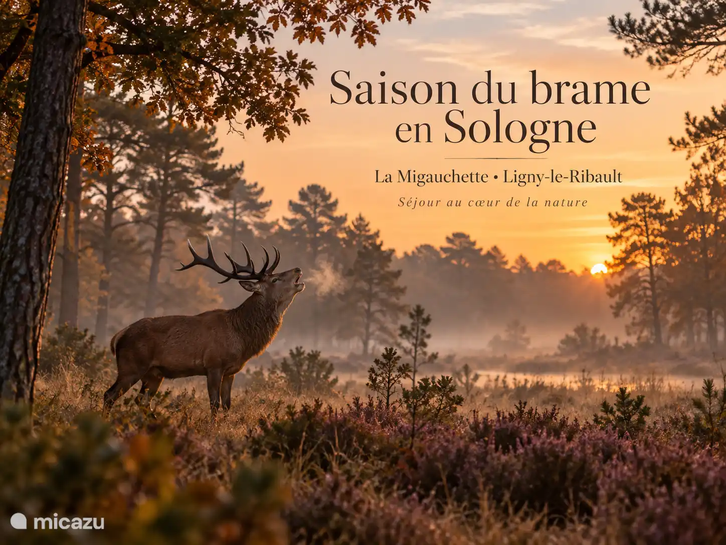 Season of the deer bellow in Sologne, to be discovered during your stay in La Migauchette. Outings and listening possible in the surrounding area, especially around Villeny and Chambord.