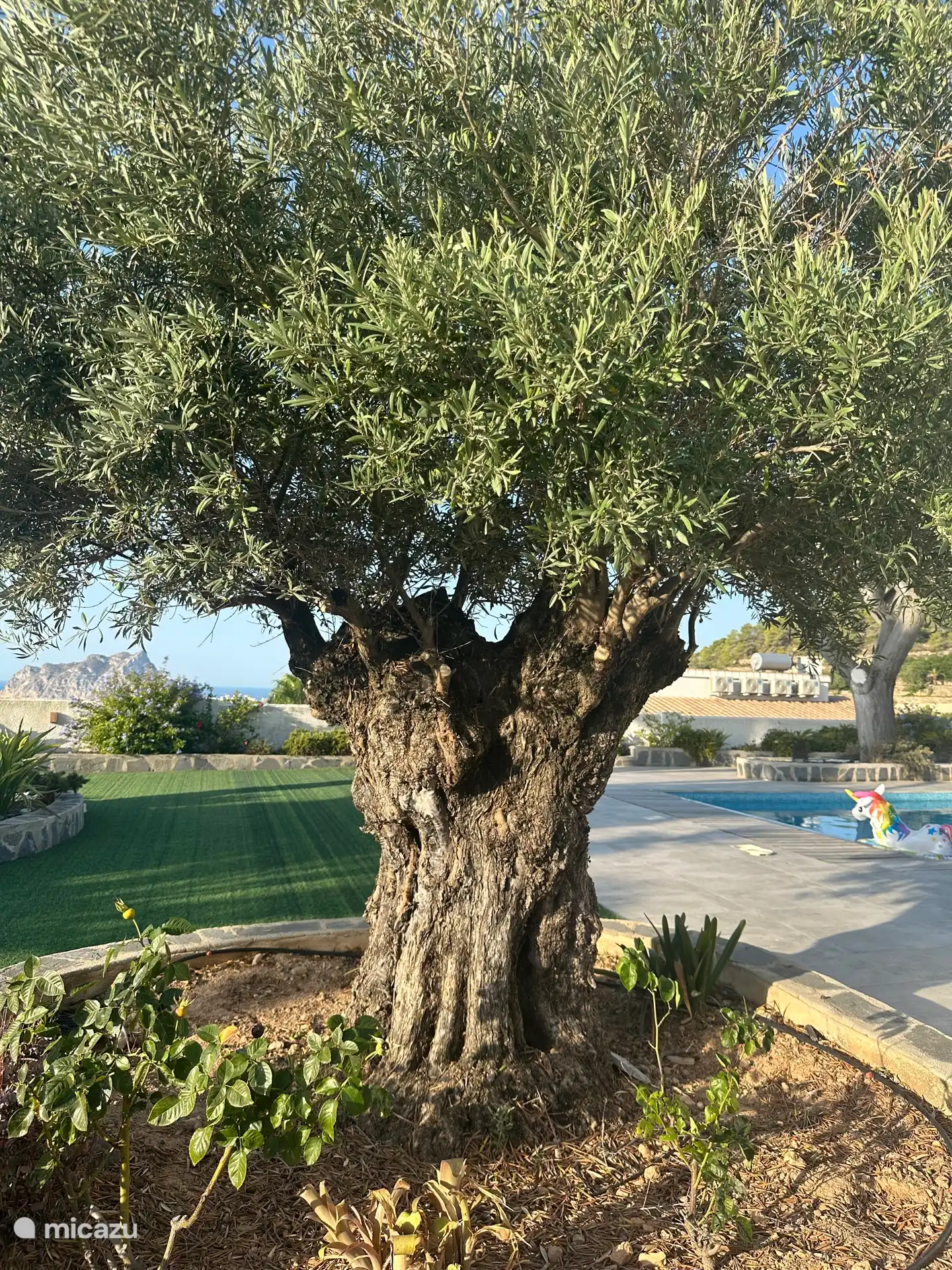 300 year old Olive Tree 