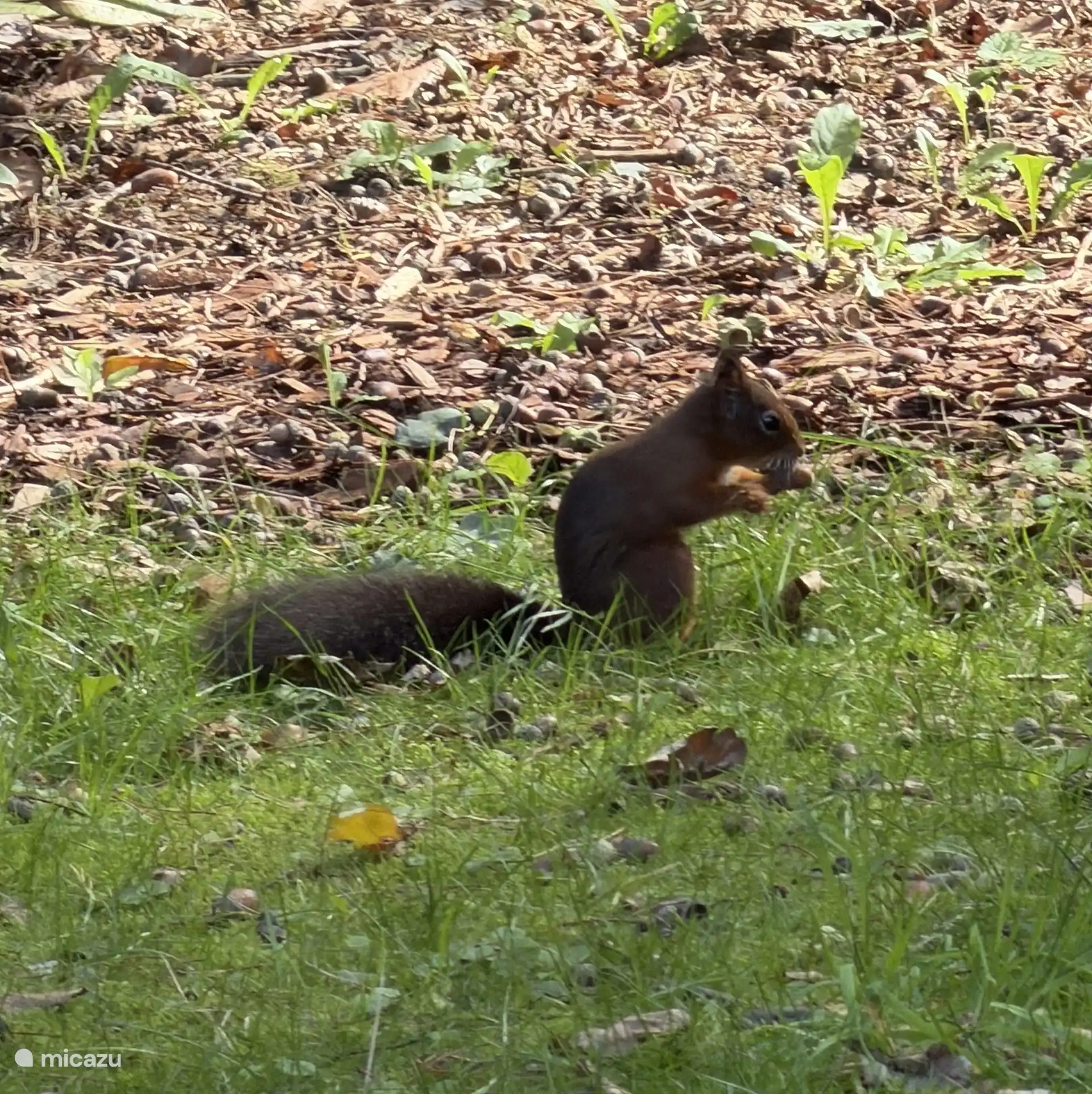 Onze vriend meneer/mevrouw de eekhoorn in de achtertuin