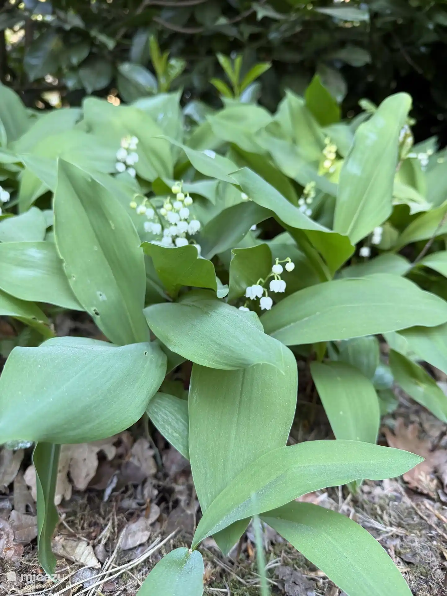 De Lelietjes van Dalen in onze tuin ruiken heerlijk in het voorjaar