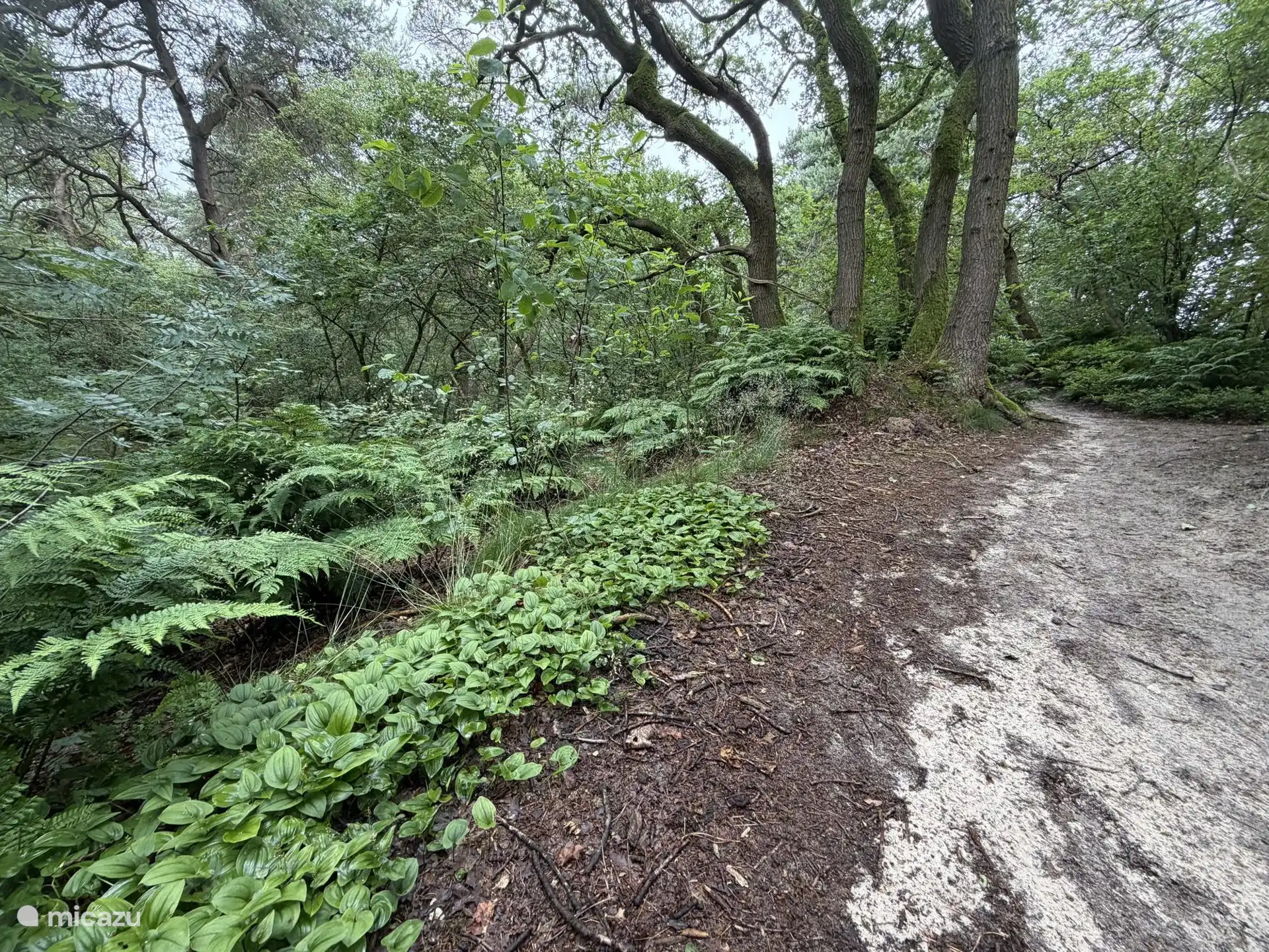 Vanuit het huisje wandel je zo het bos in