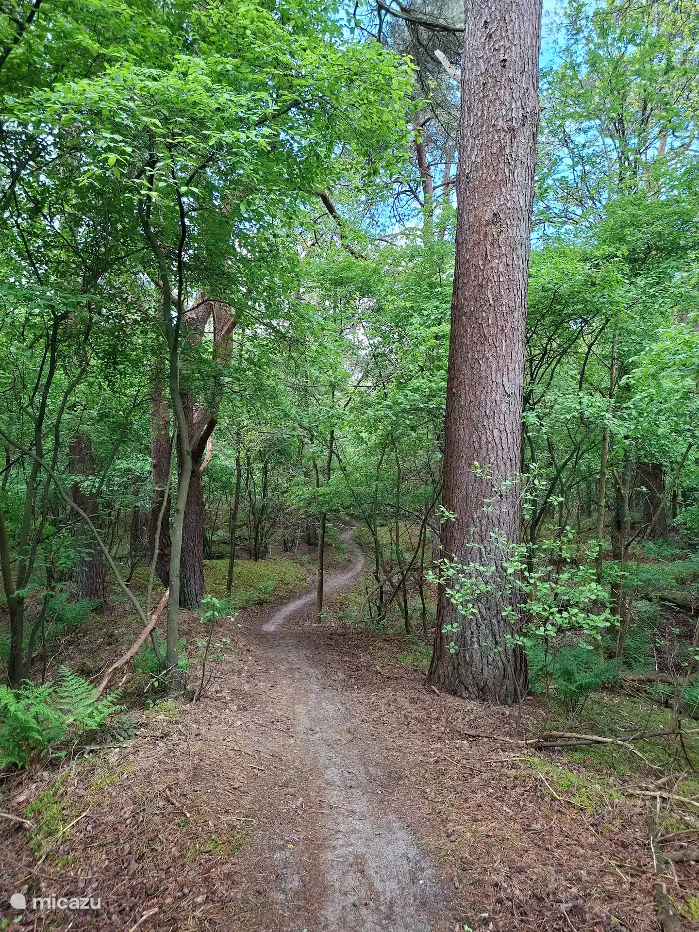 MBT route in Drents Friese Wold